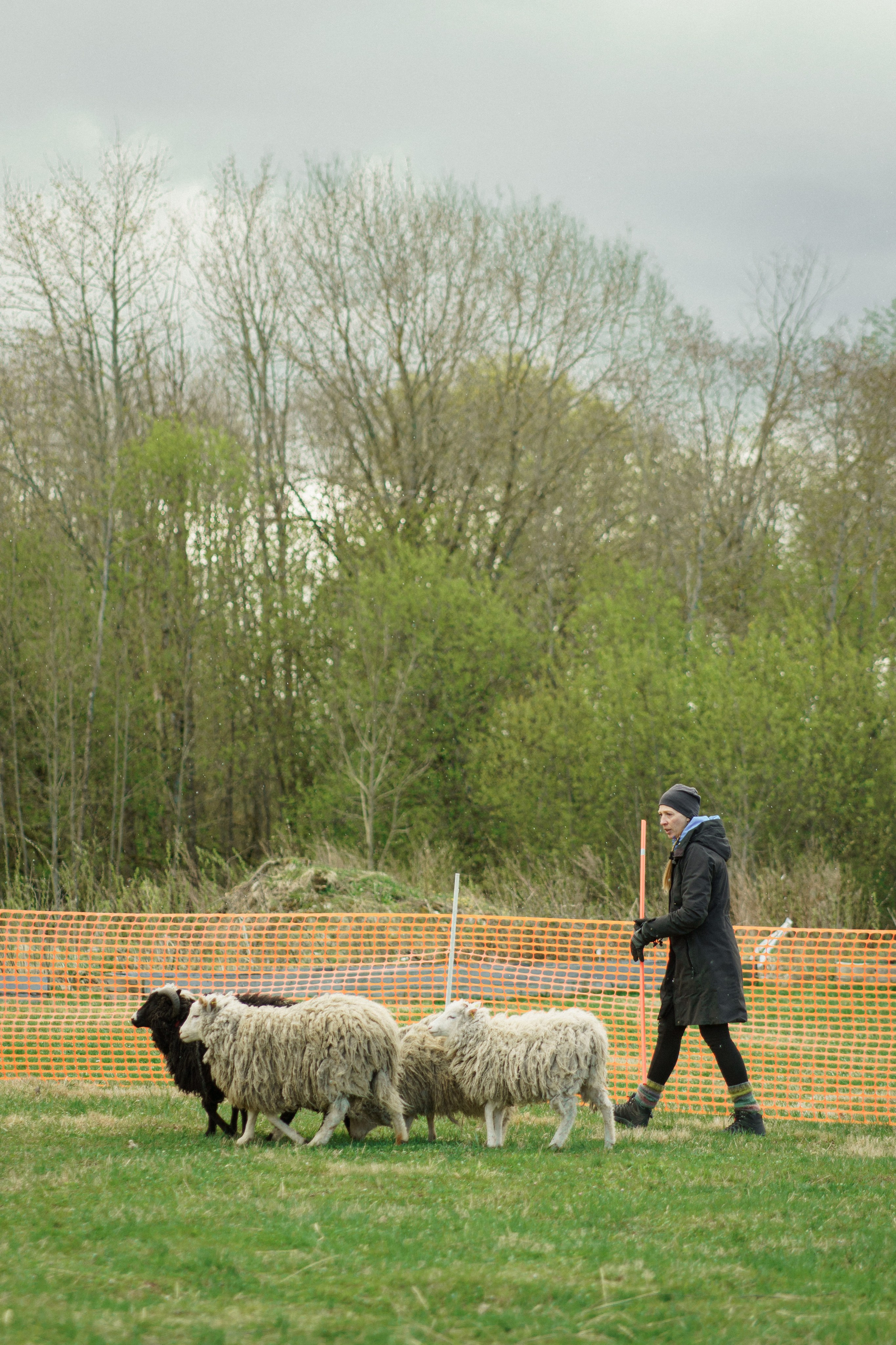 Herding Days, 26 apr. 2025. Kat Laisaar — Pet photographer in Tallinn