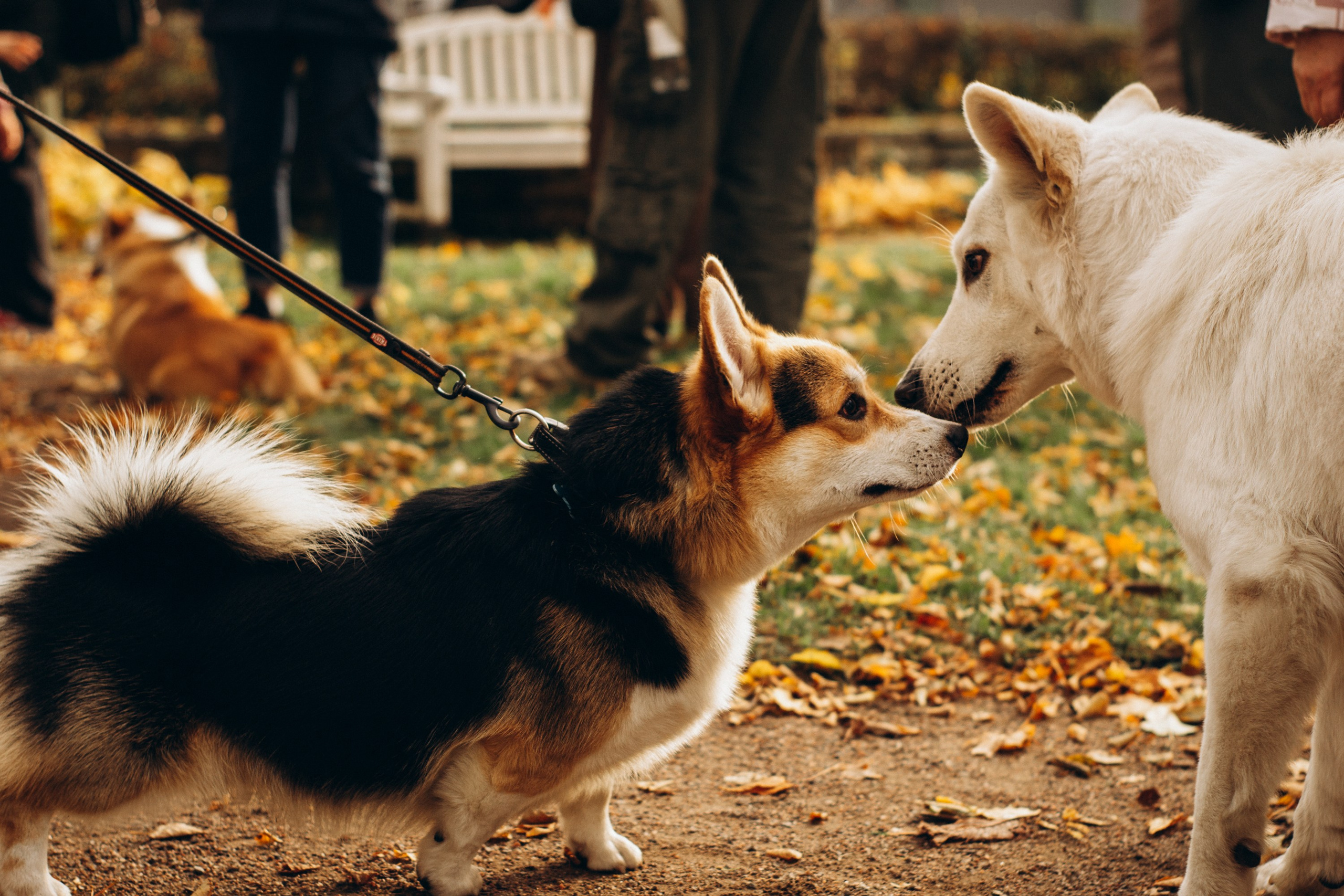 Corgi party, october. Kat Laisaar — Pet photographer in Tallinn