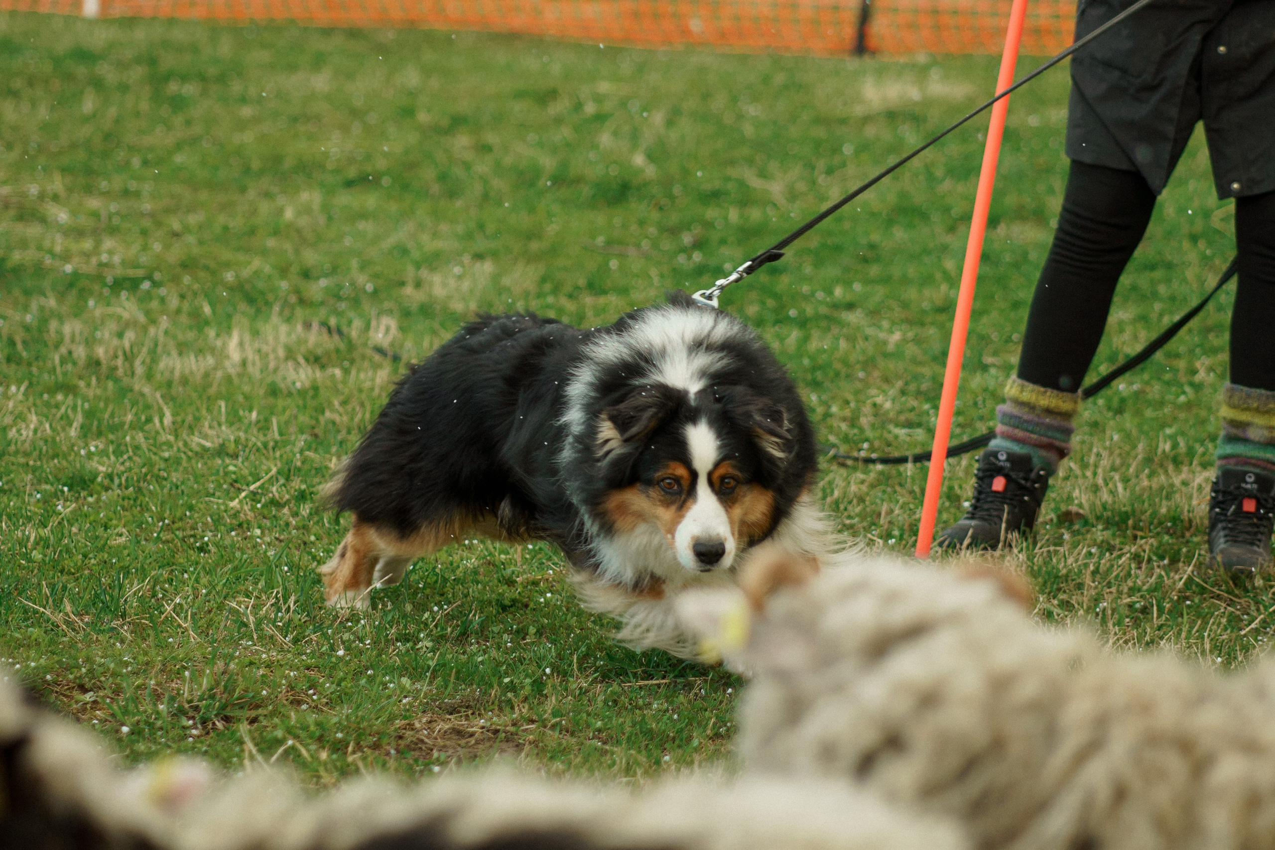 Herding Days, 26 apr. 2025. Kat Laisaar — Pet photographer in Tallinn