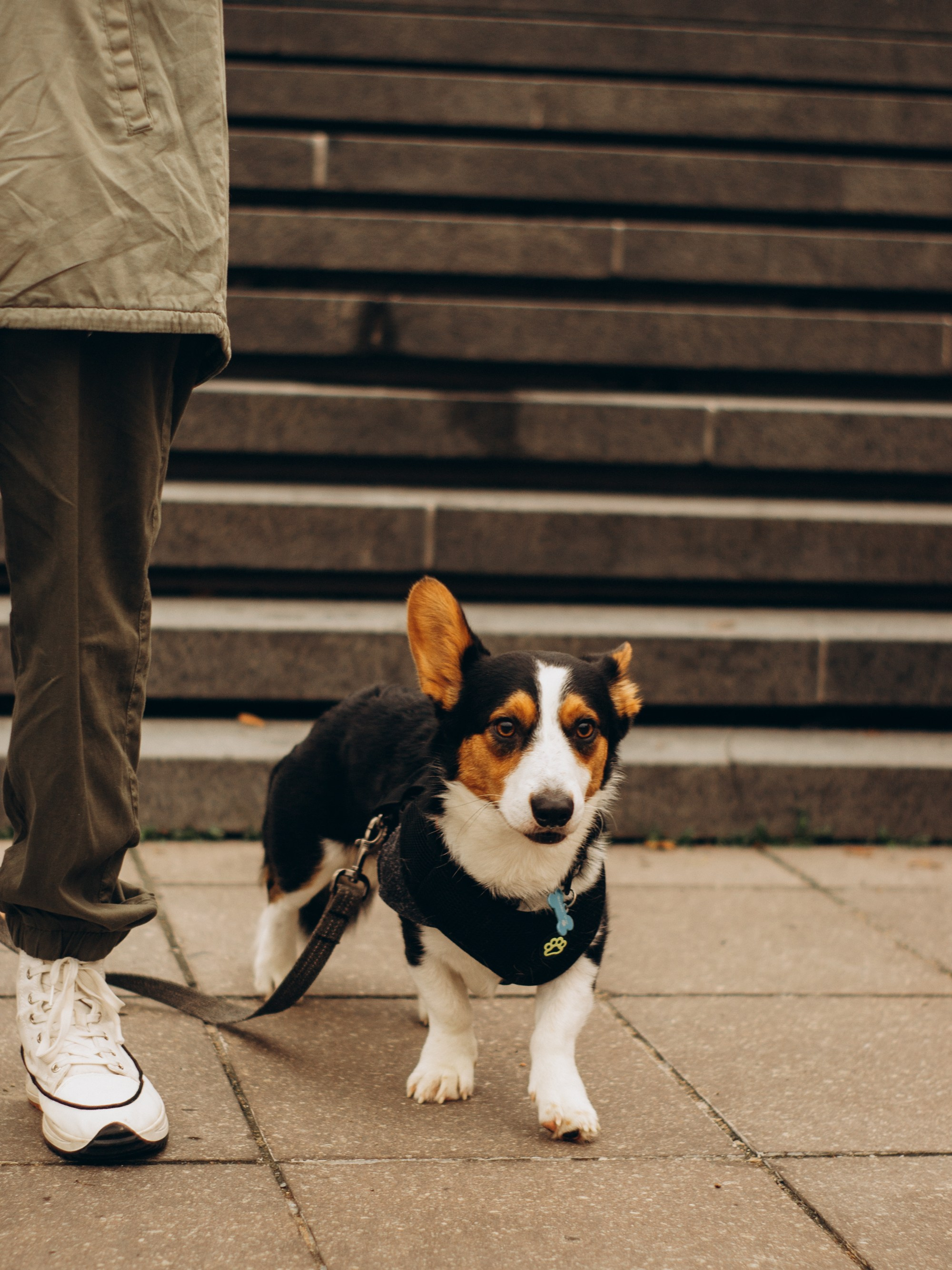 Corgi party, september. Kat Laisaar — Pet photographer in Tallinn