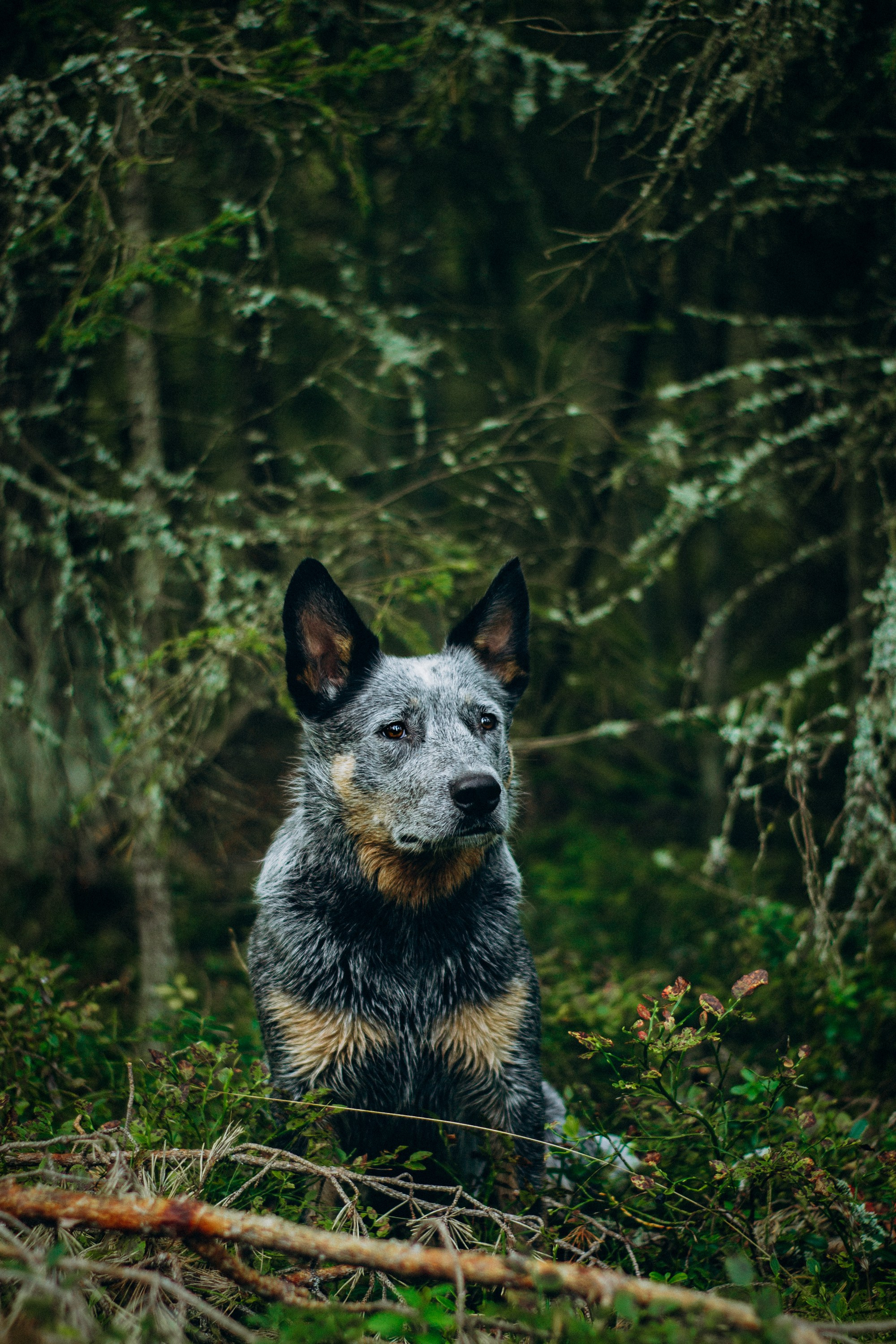 Dakota, Australian Cattle Dog. Kat Laisaar — Pet photographer in Tallinn