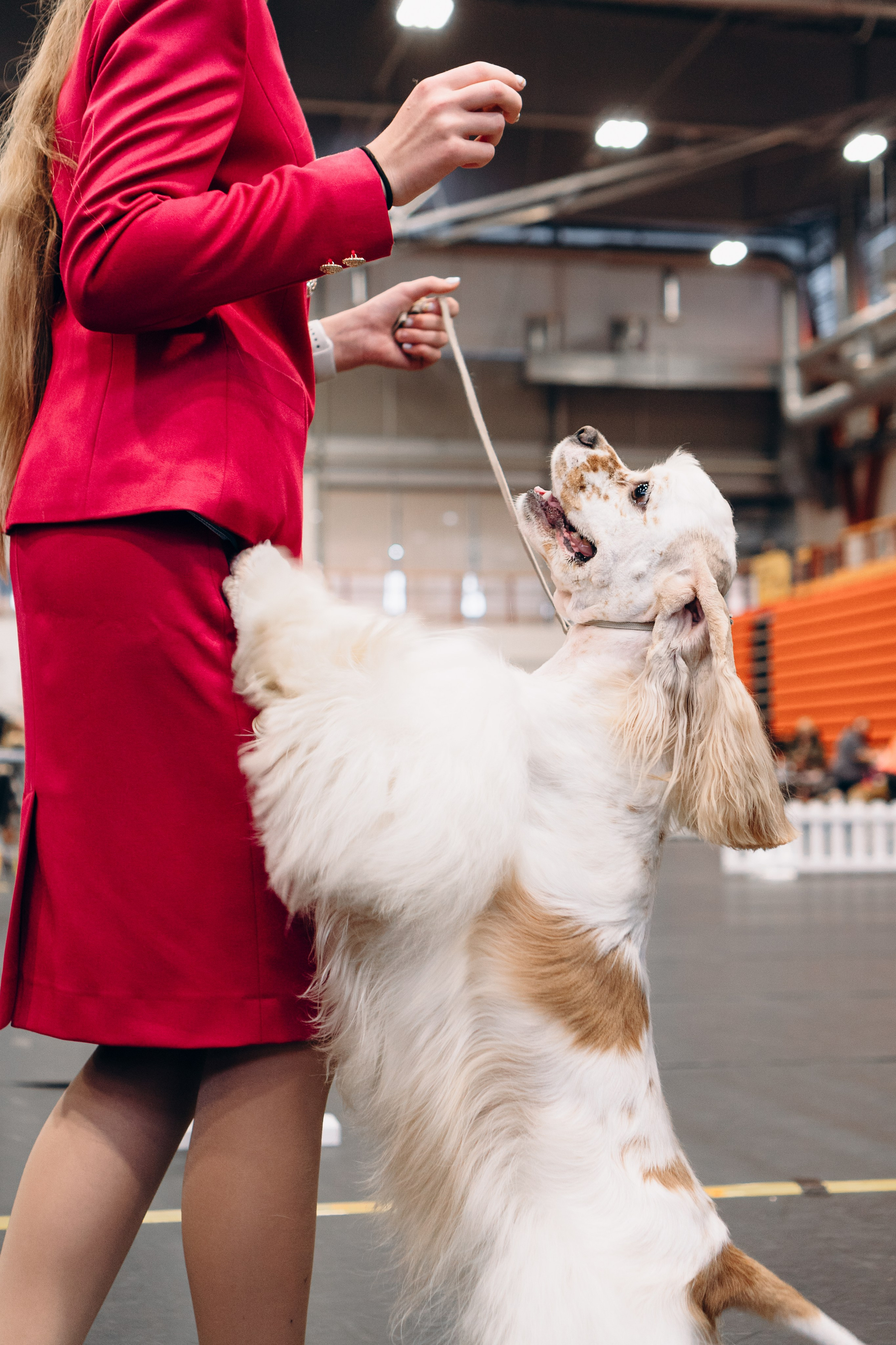Pärnu dog weekend photo report. Kat Laisaar — Pet photographer in Tallinn