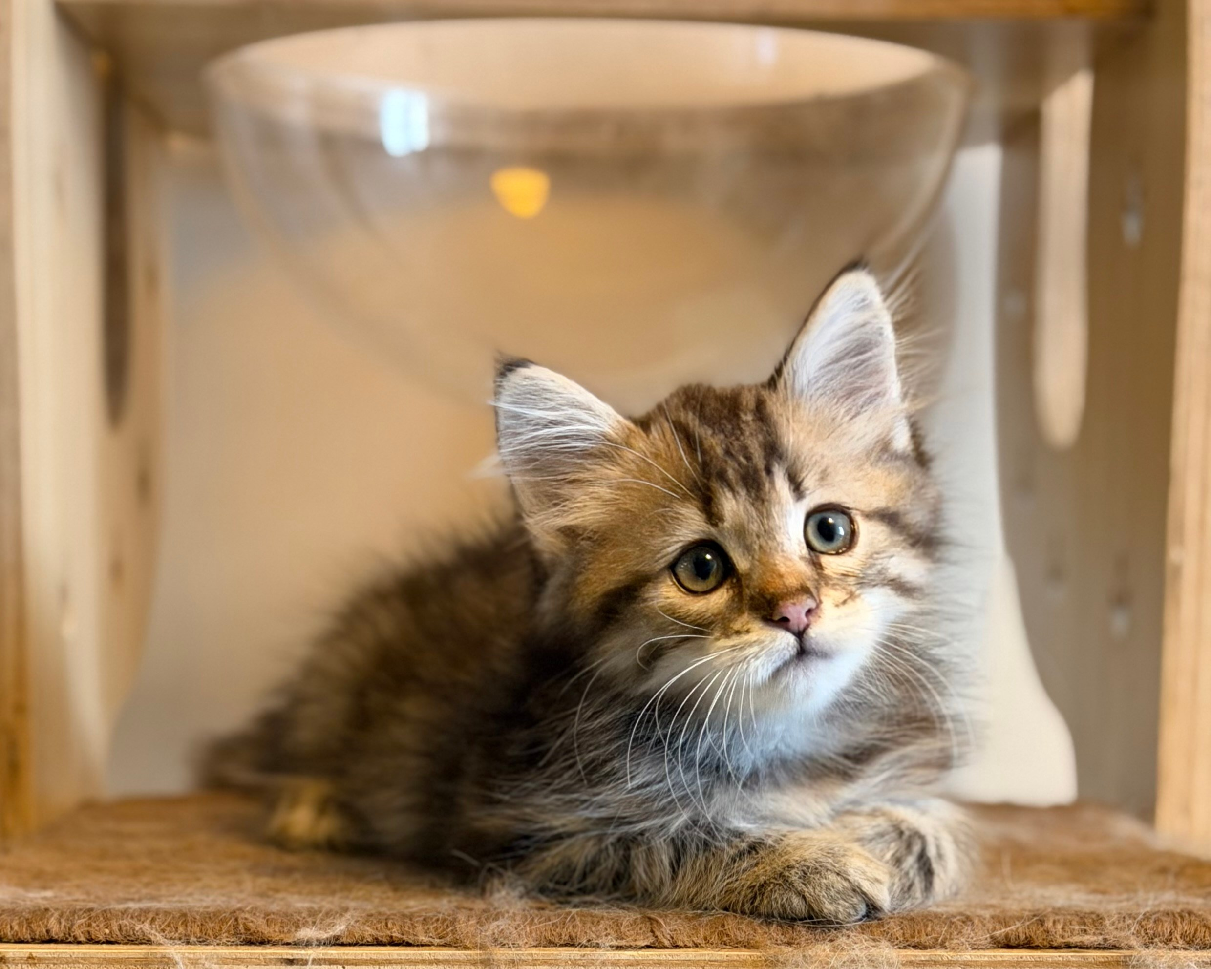 Reserved Draco - Brown Classic Tabby Male