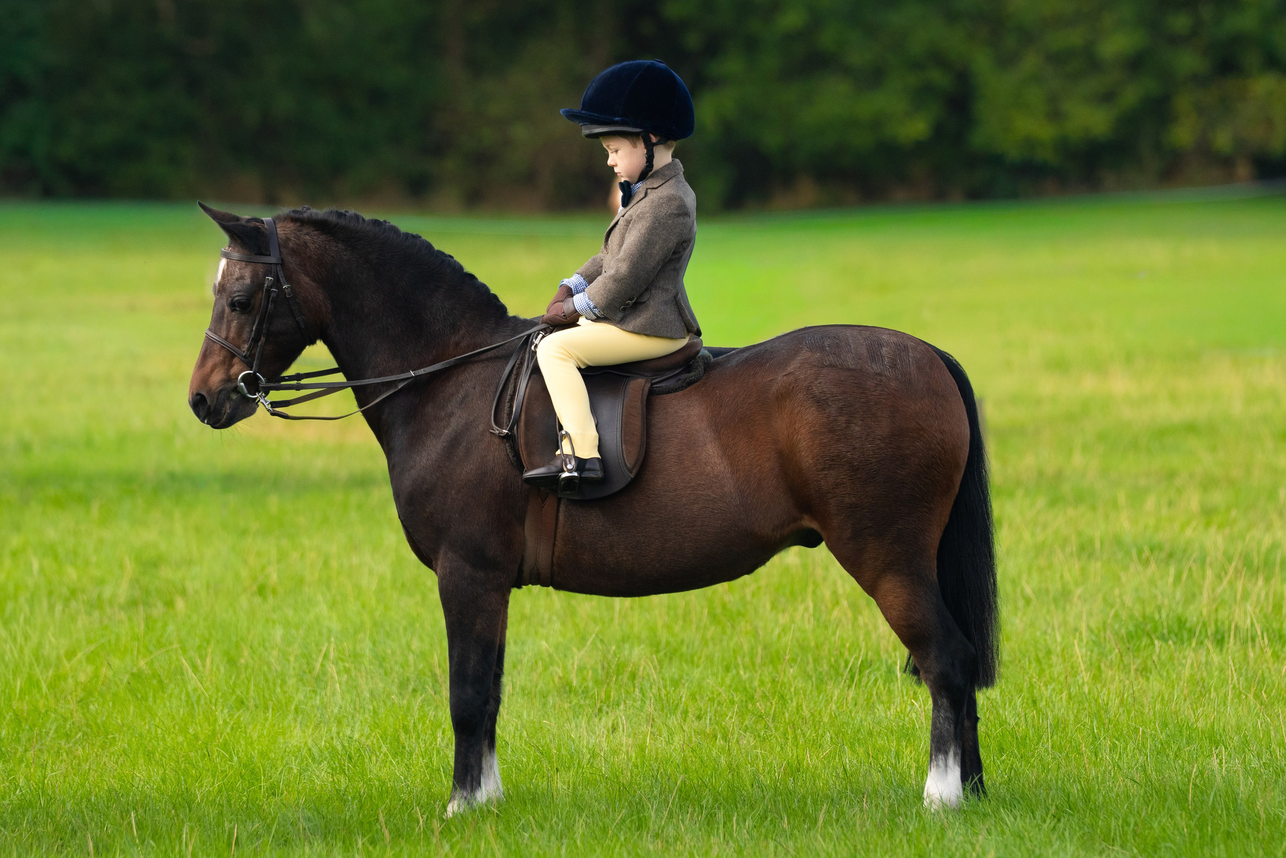 Showing. Leicestershire Equine Photography by El | Authentic Equine Portraits & Events