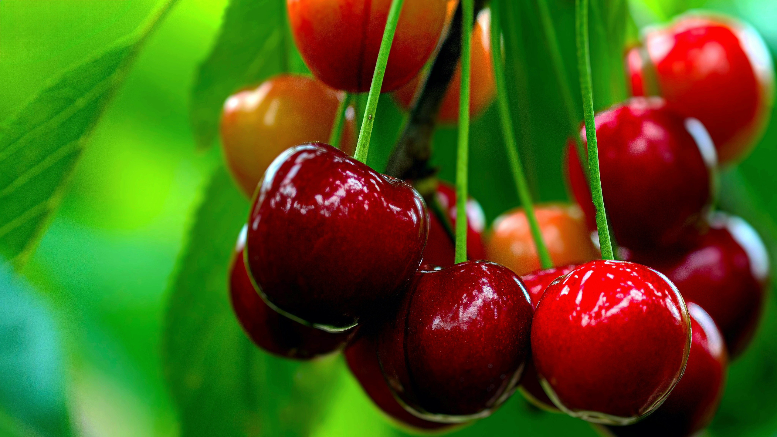 НАТЮРМОРТ С ЯГОДАМИ. LUKIN IGOR Photography