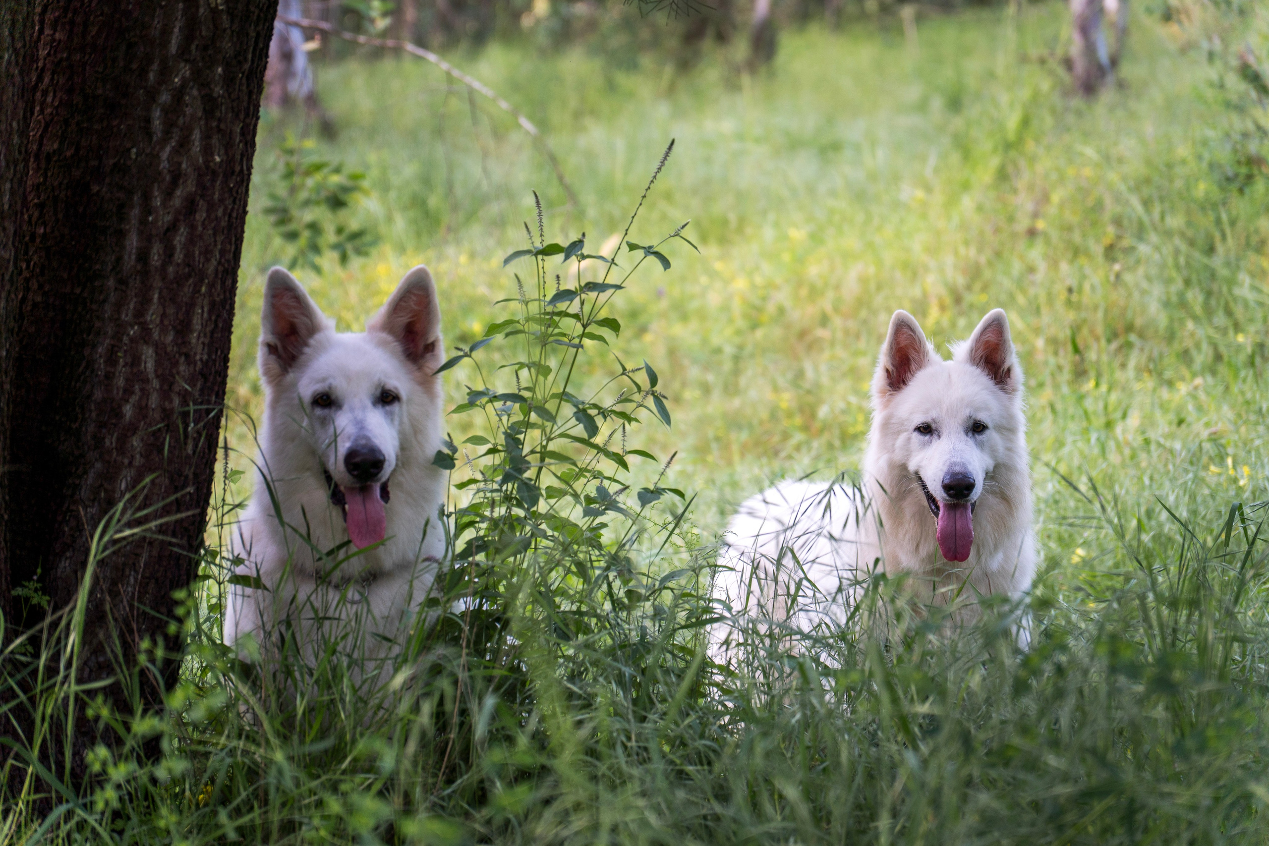Шельга и Шегги. Главное меню