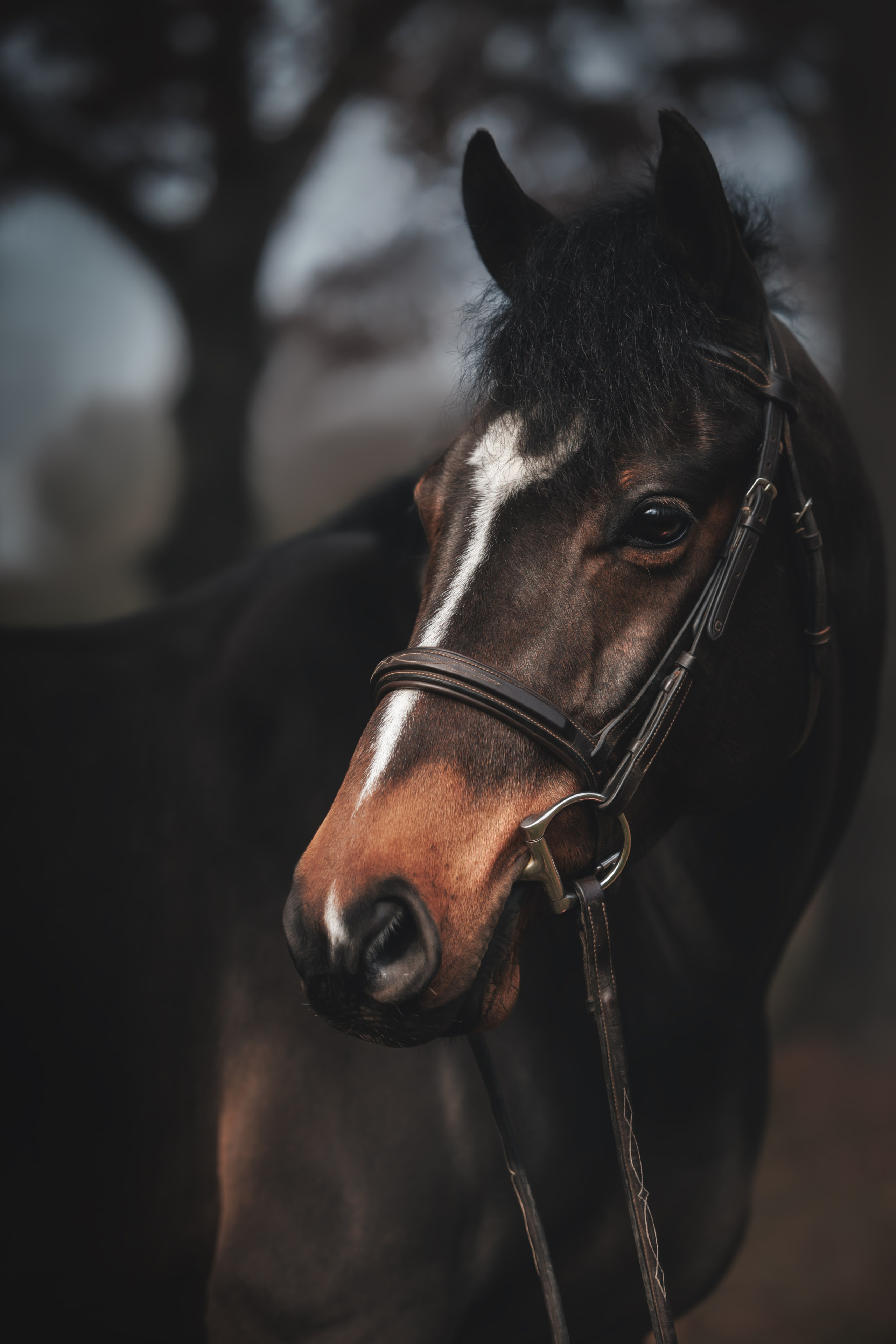 Whiskey & Ava. Pet Photographer Viktoriya Aleshenko