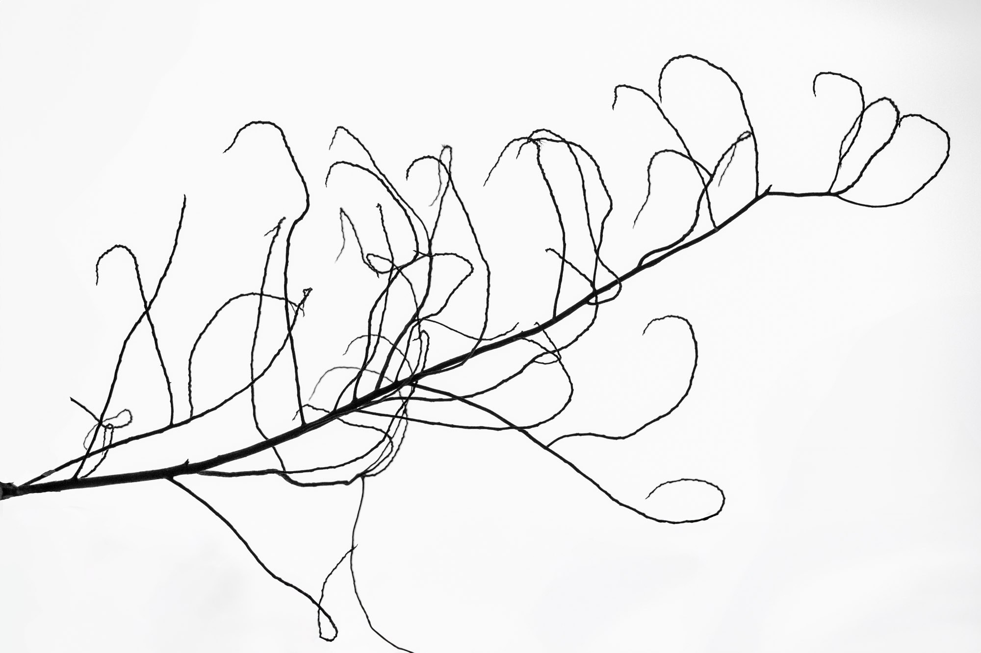 Silêncio. Fotógrafo de casamentos em Florianópolis