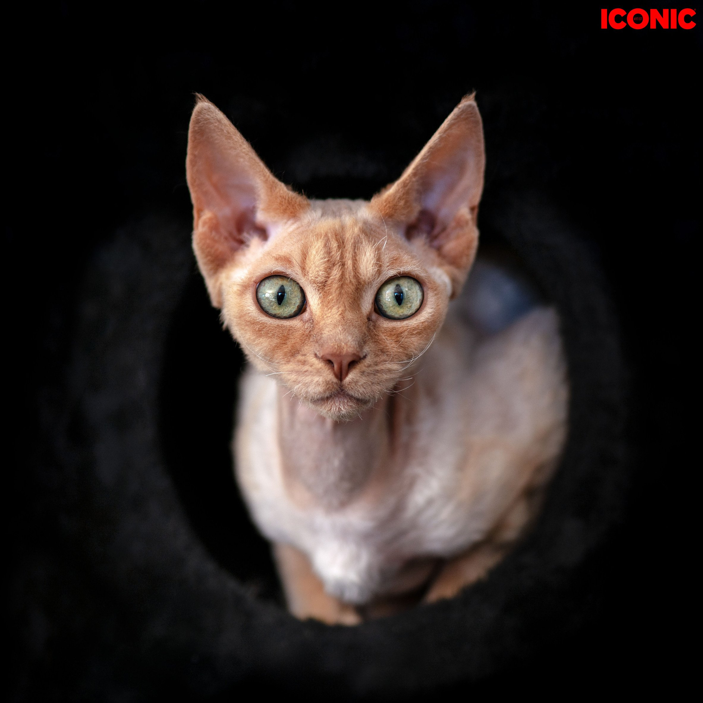 Animals photo session. Wedding-Family photographer, South of France–Paris, Valentina Acrement