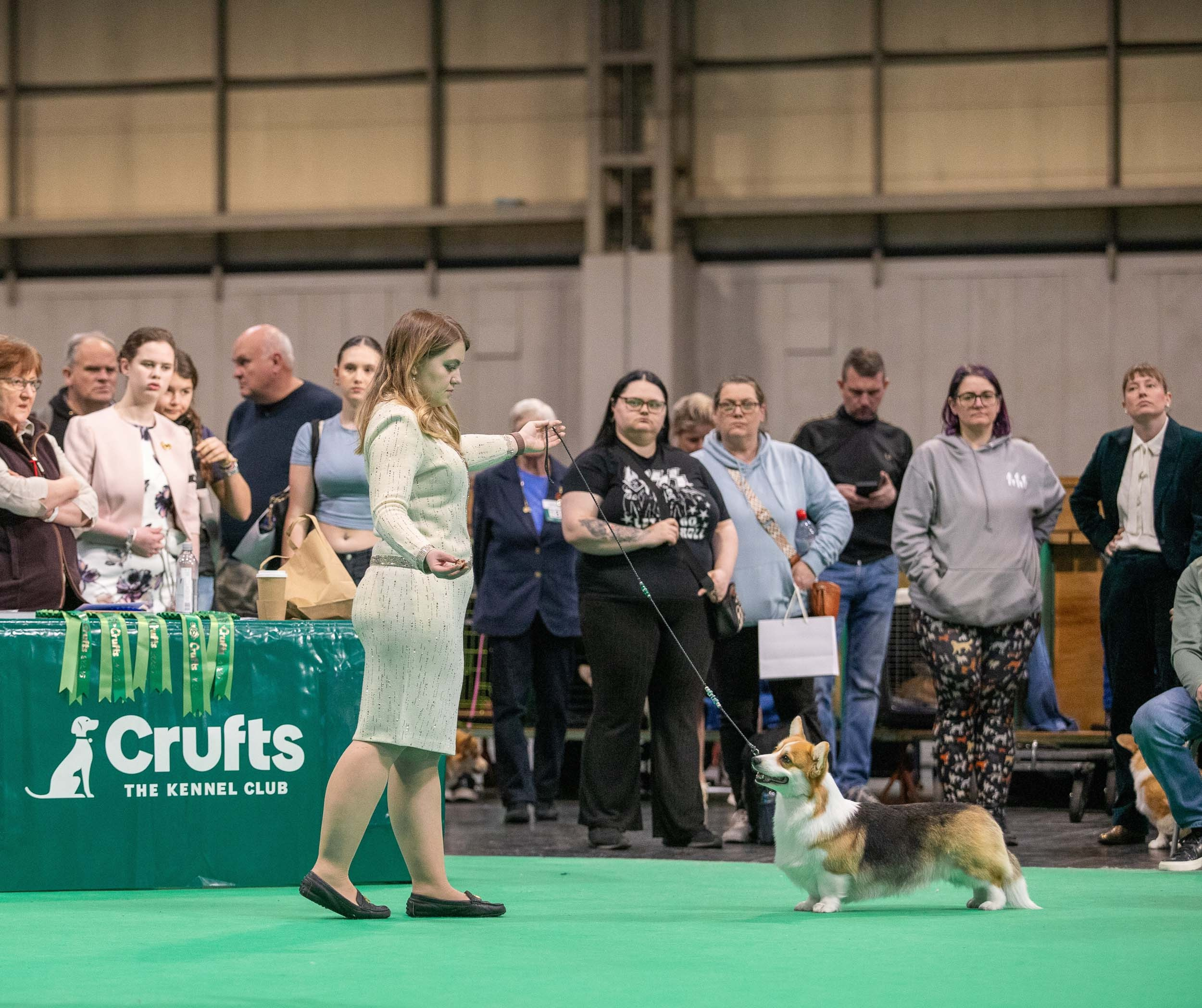 Dog Shows. Yurii Orlyk Photography