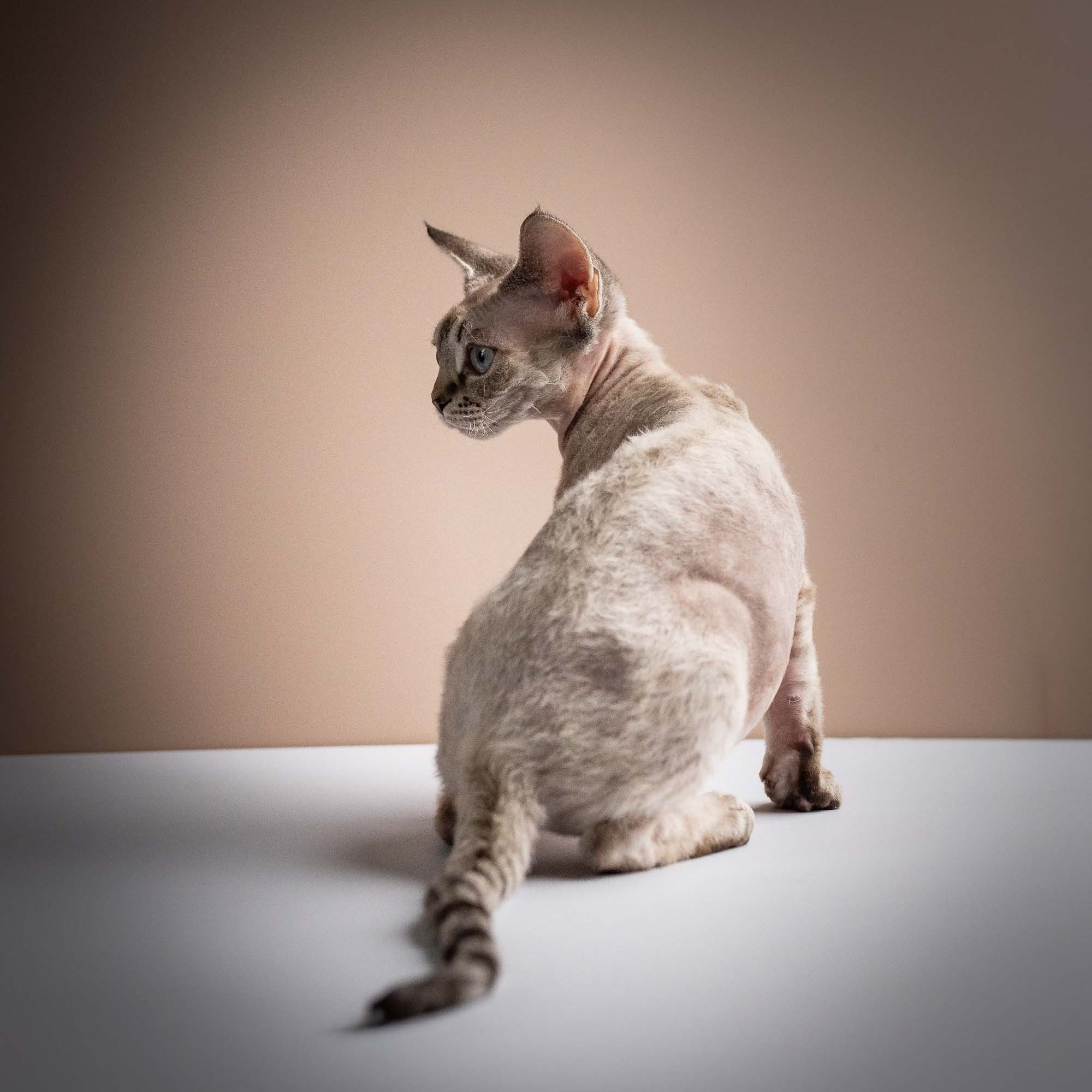 Nellie, girl, born 01.17.26. Devon Rex Pixie Cattery