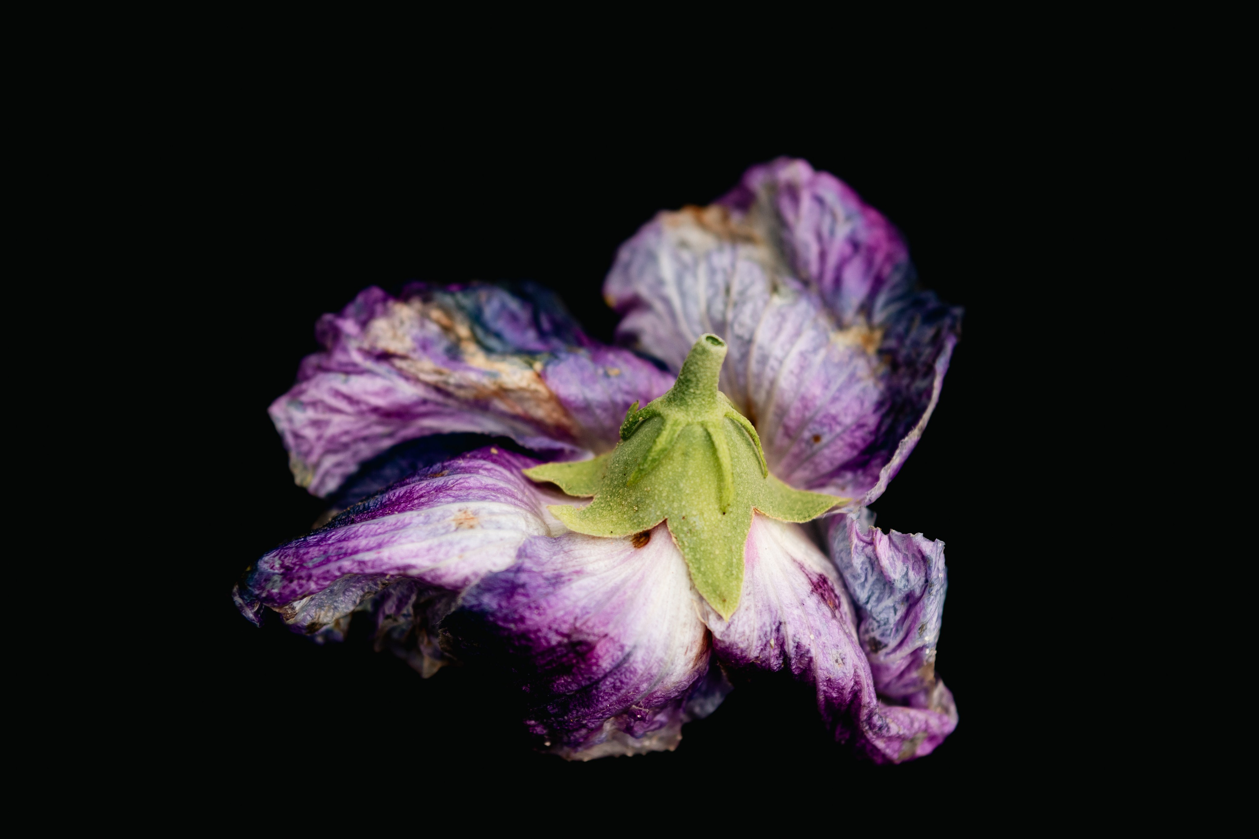 Flower photographs. Look Around You