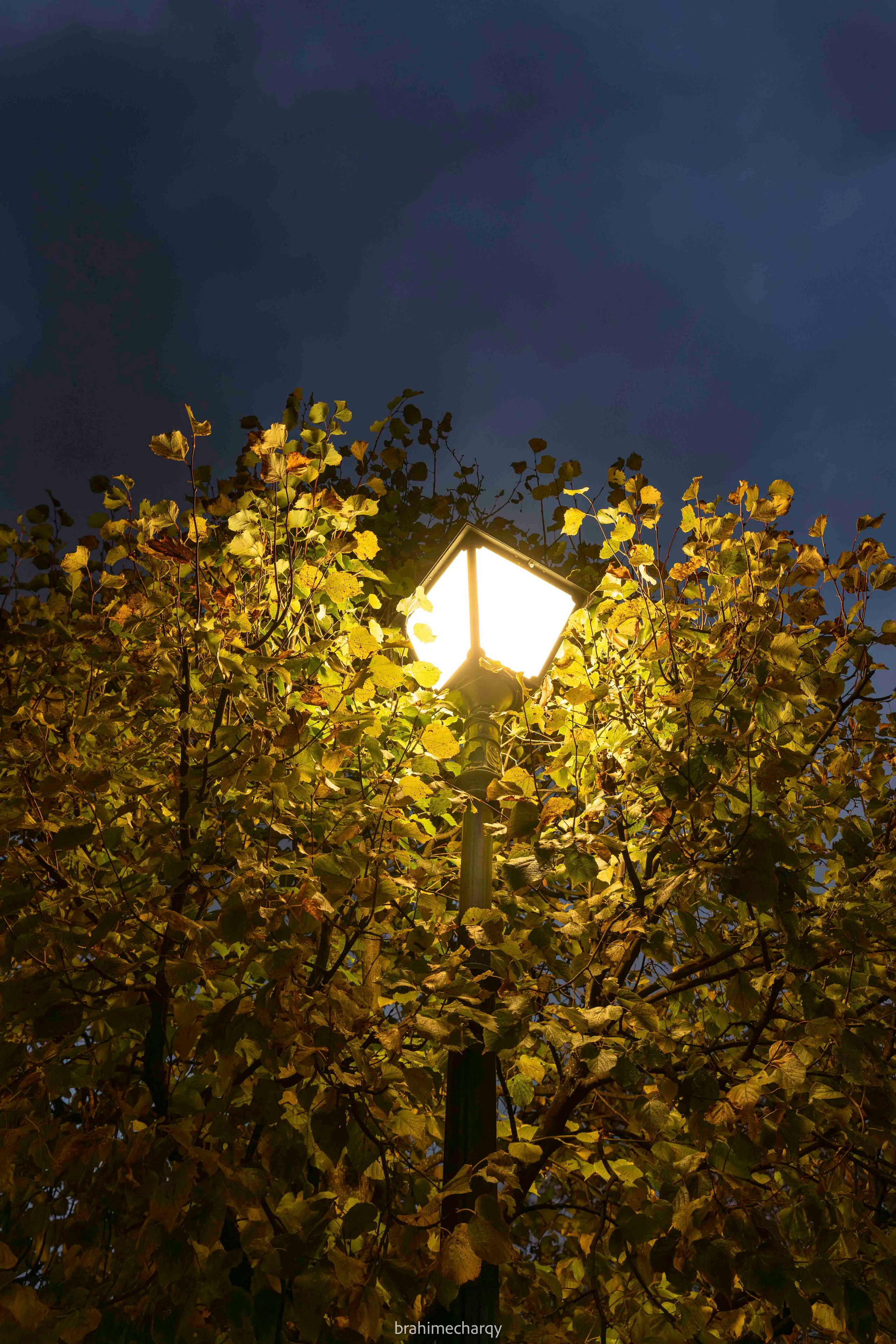 Фото. Брахим — фотограф