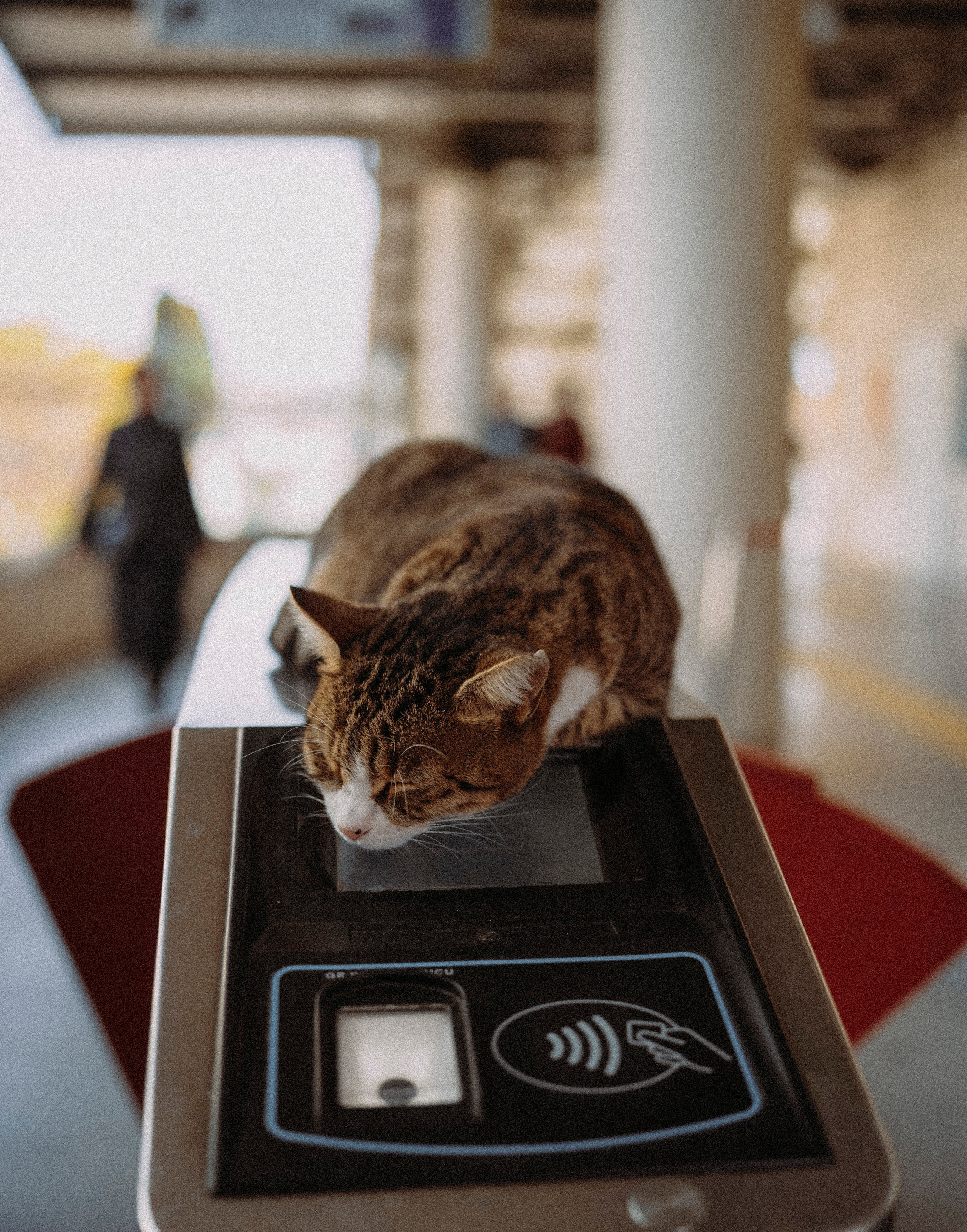 СТАМБУЛ. Стрит-фотография, полная абсурда, идиотизма и красоты