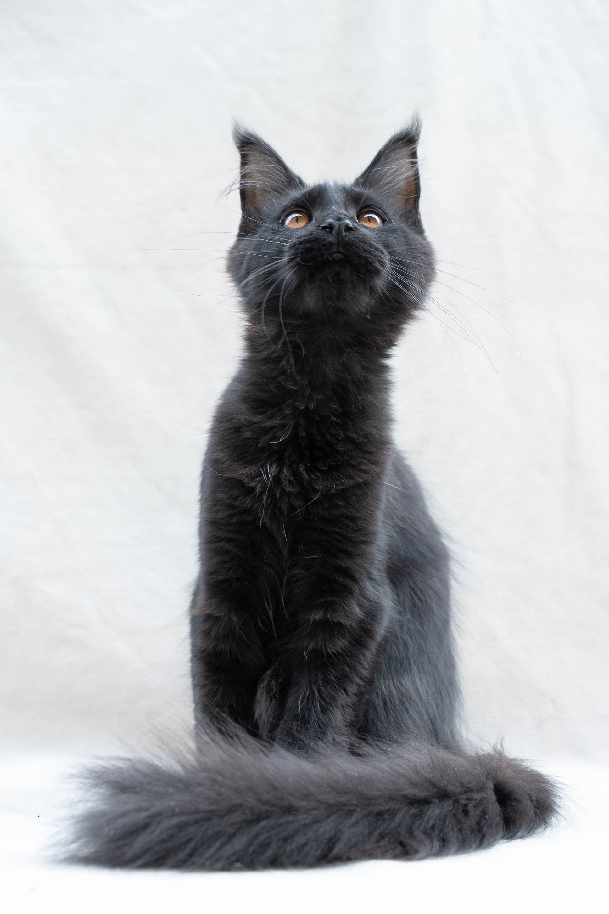 Senator Meliora. Senator Cat — Maine Coon cattery