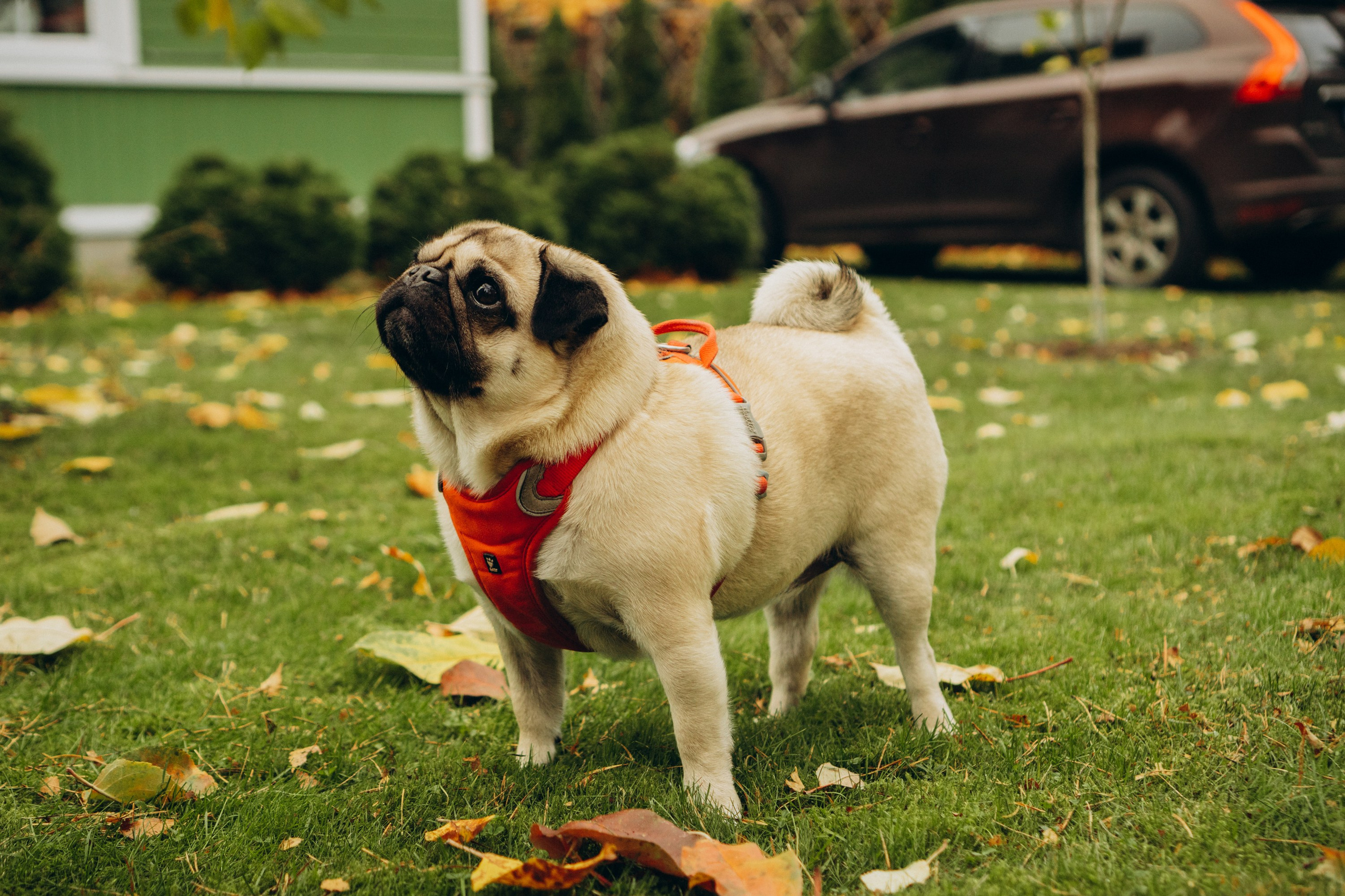 Jelena and her Sandy, Pug and Katja and her Safiir, Cardigan Welsh Corgi. Kat Laisaar — Pet photographer in Tallinn