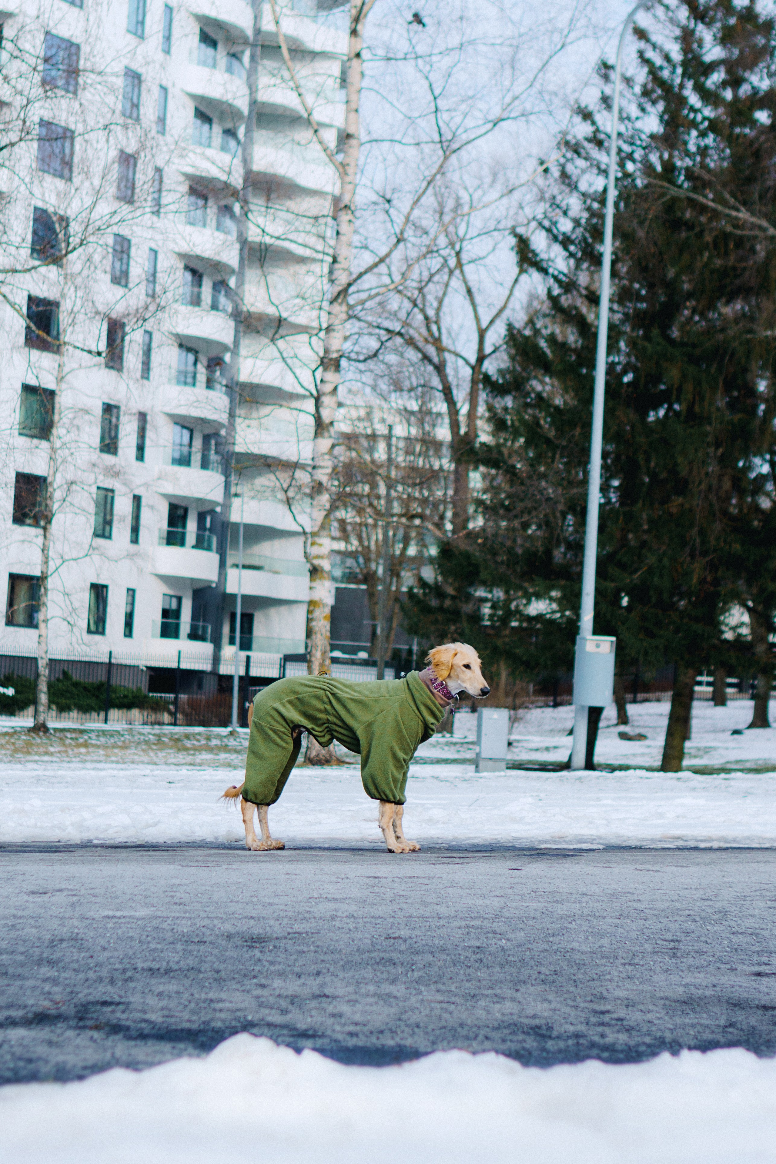 Nicole & Sky. Kat Laisaar — Pet photographer in Tallinn