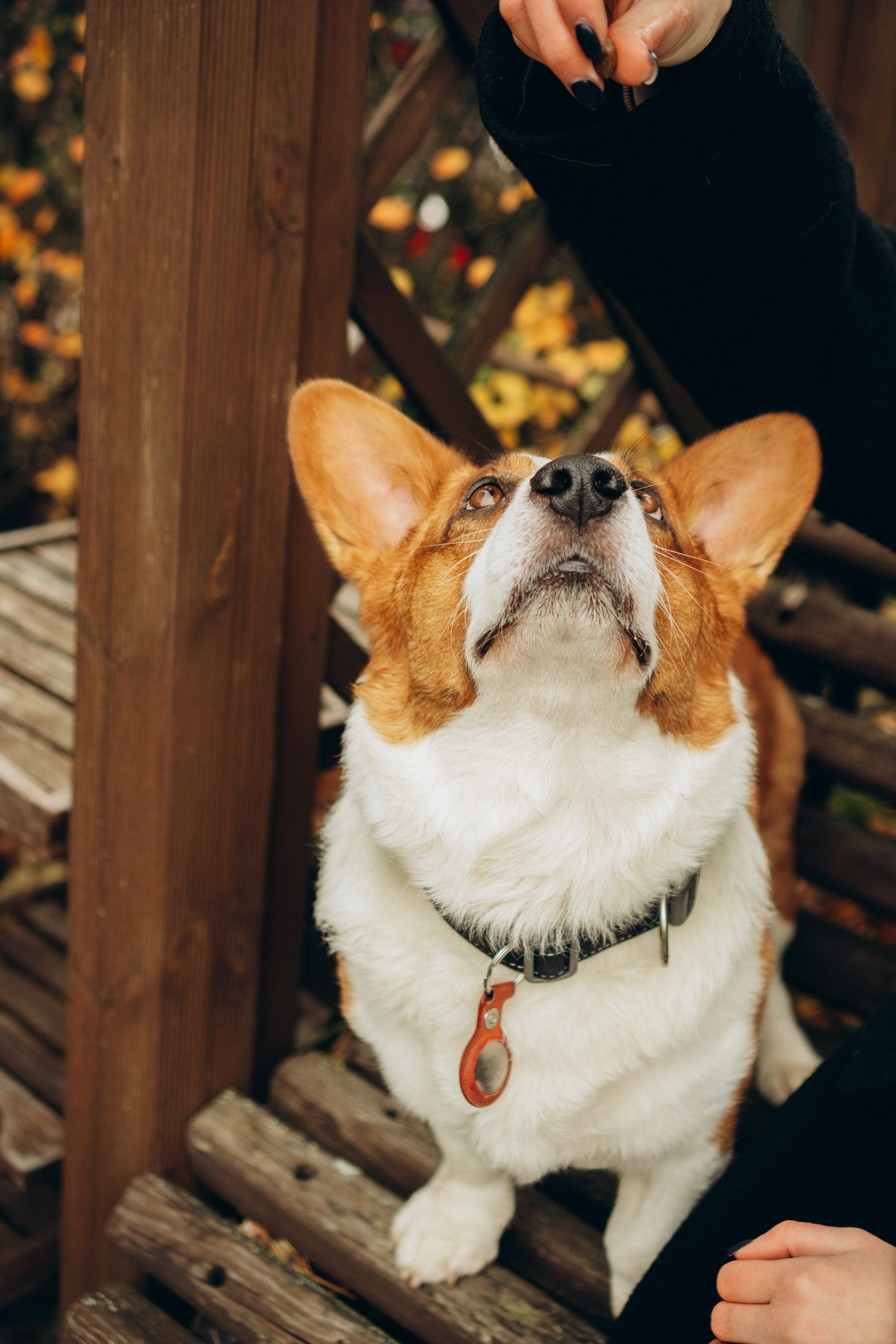Jelena and her Sandy, Pug and Katja and her Safiir, Cardigan Welsh Corgi. Kat Laisaar — Pet photographer in Tallinn