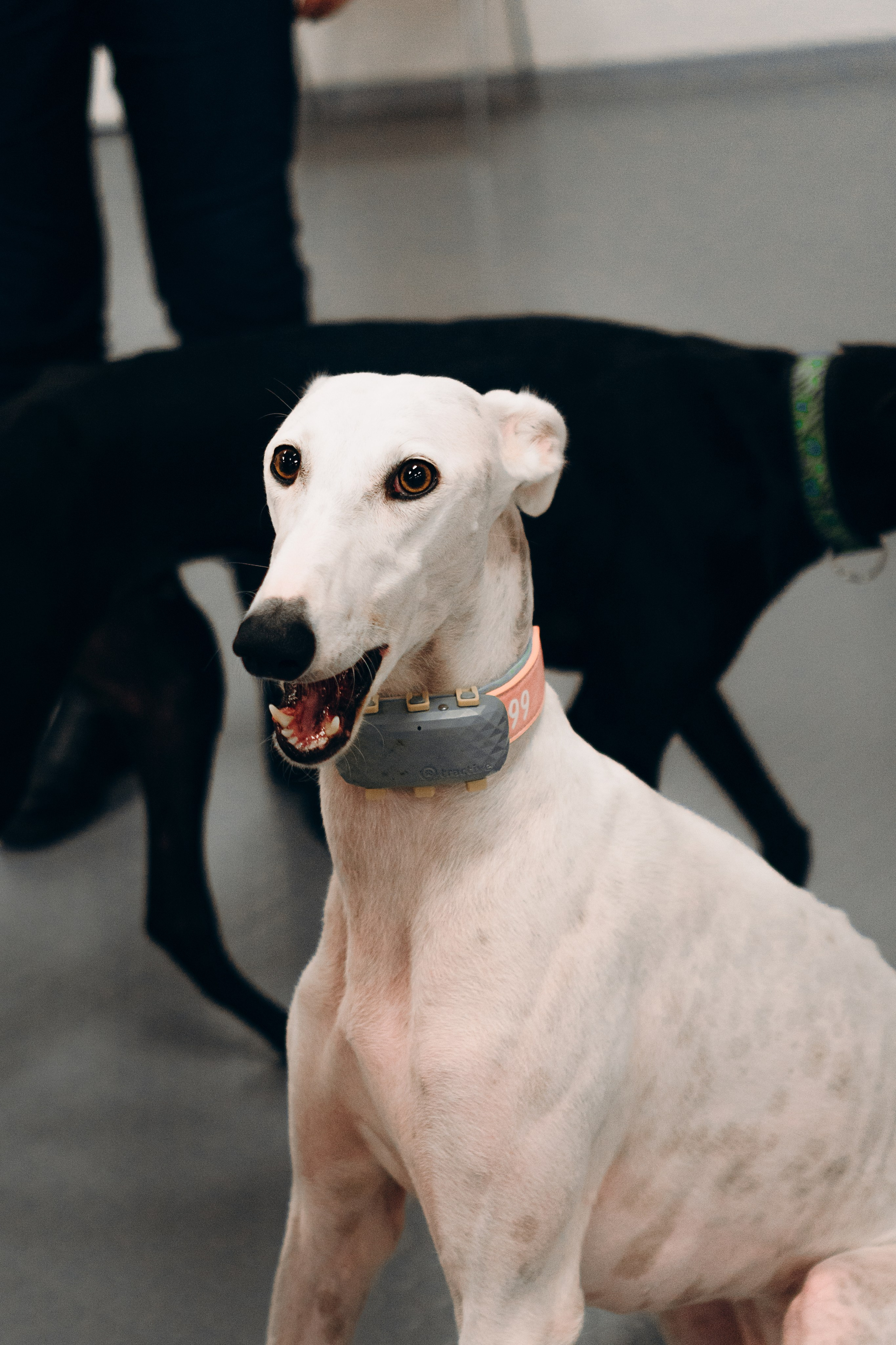 Galgotreff, 9 feb. 2025. Kat Laisaar — Pet photographer in Tallinn