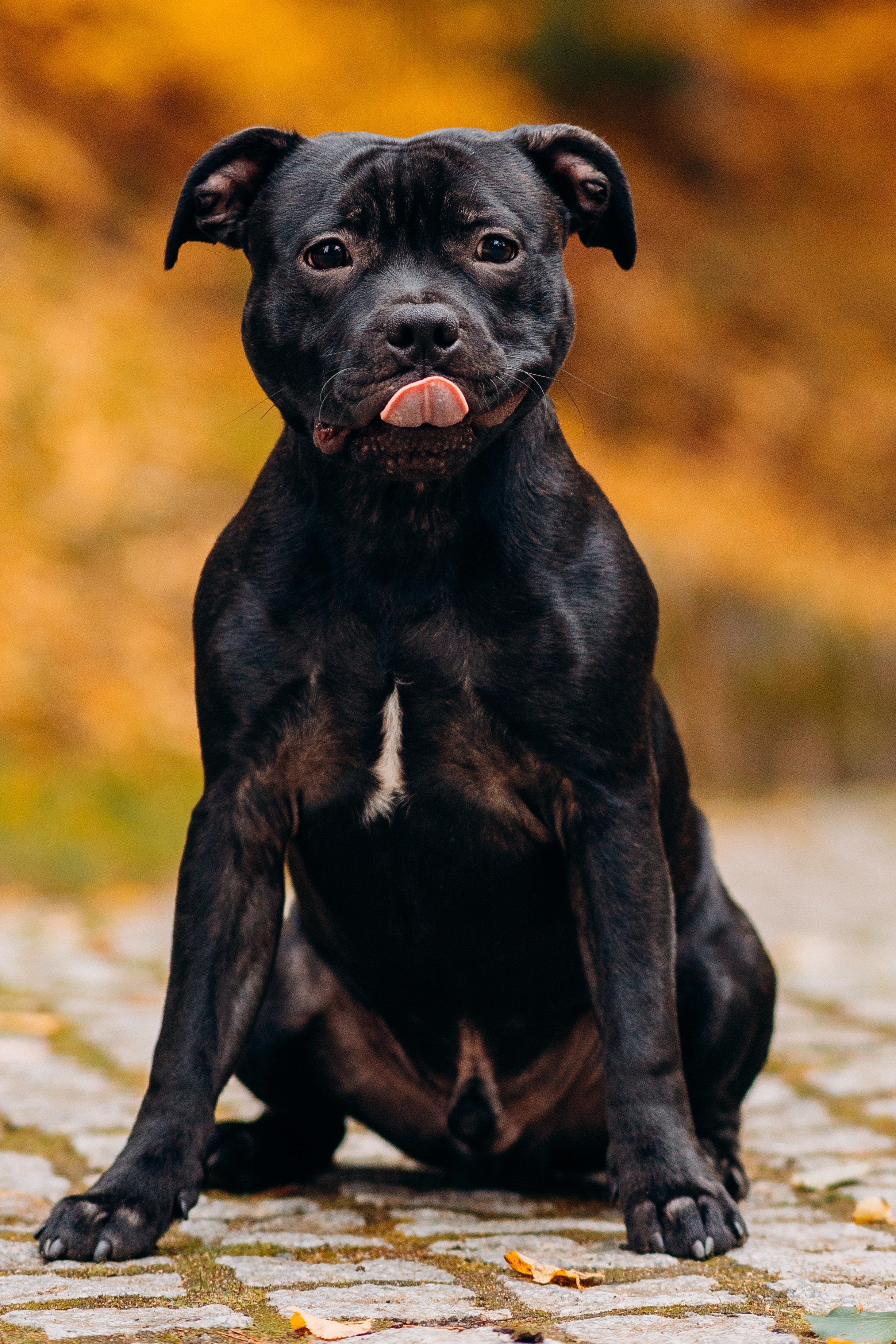 Staffordshire Bull Terriers Meetup. Kat Laisaar — Pet photographer in Tallinn