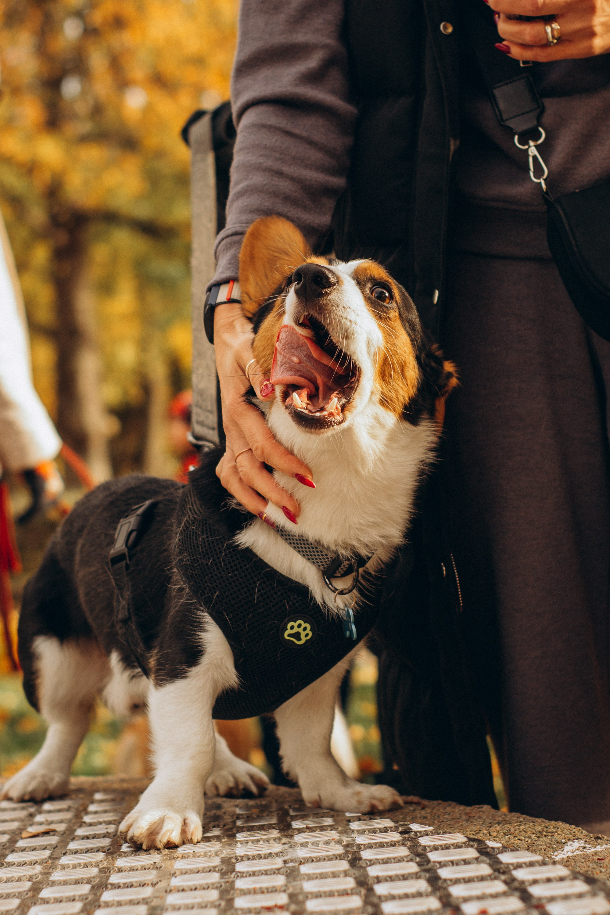 Corgi party, october. Kat Laisaar — Pet photographer in Tallinn