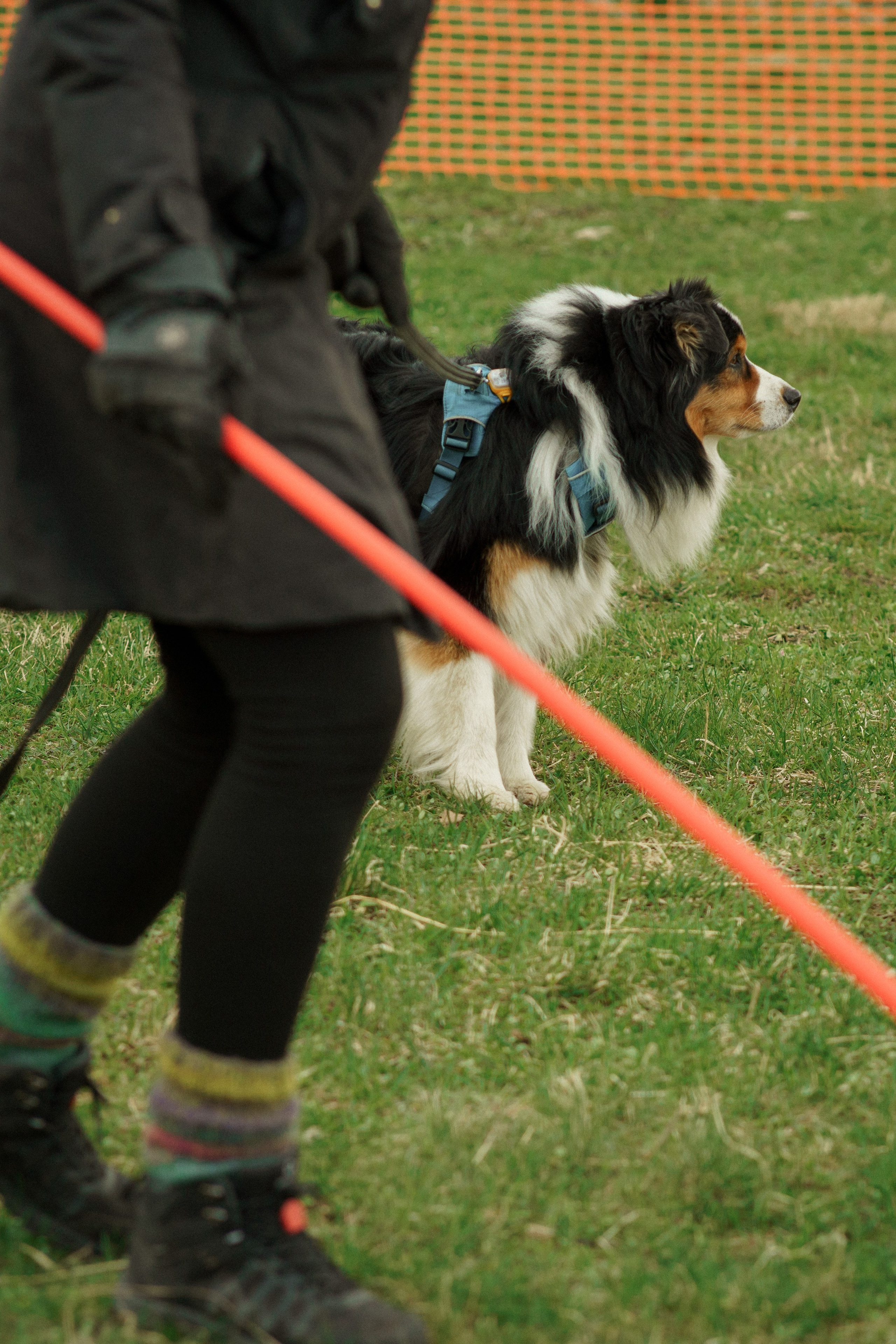 Testimonials. Kat Laisaar — Pet photographer in Tallinn