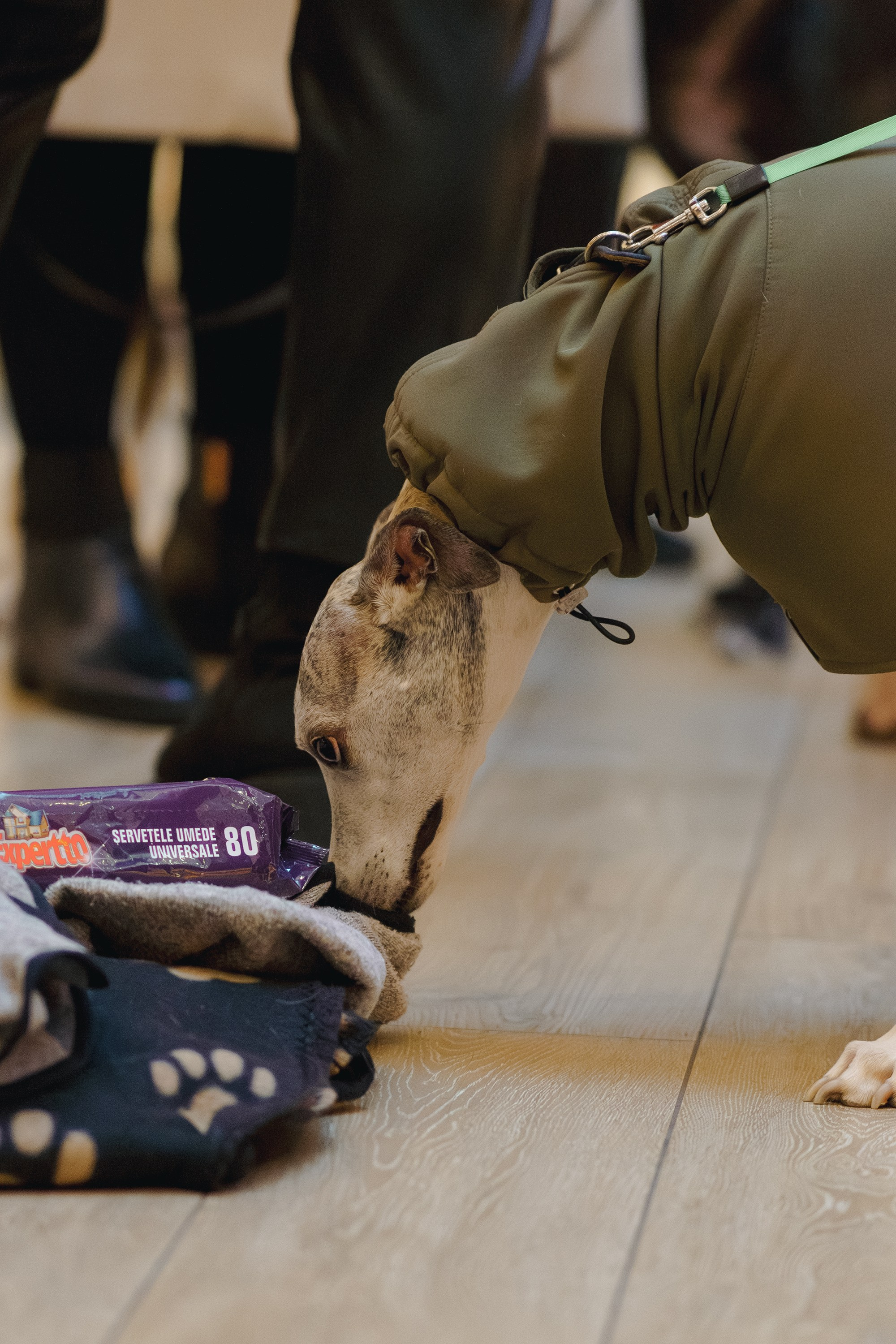 GalgoTreff / Solaris keskus 16 november. Kat Laisaar — Pet photographer in Tallinn