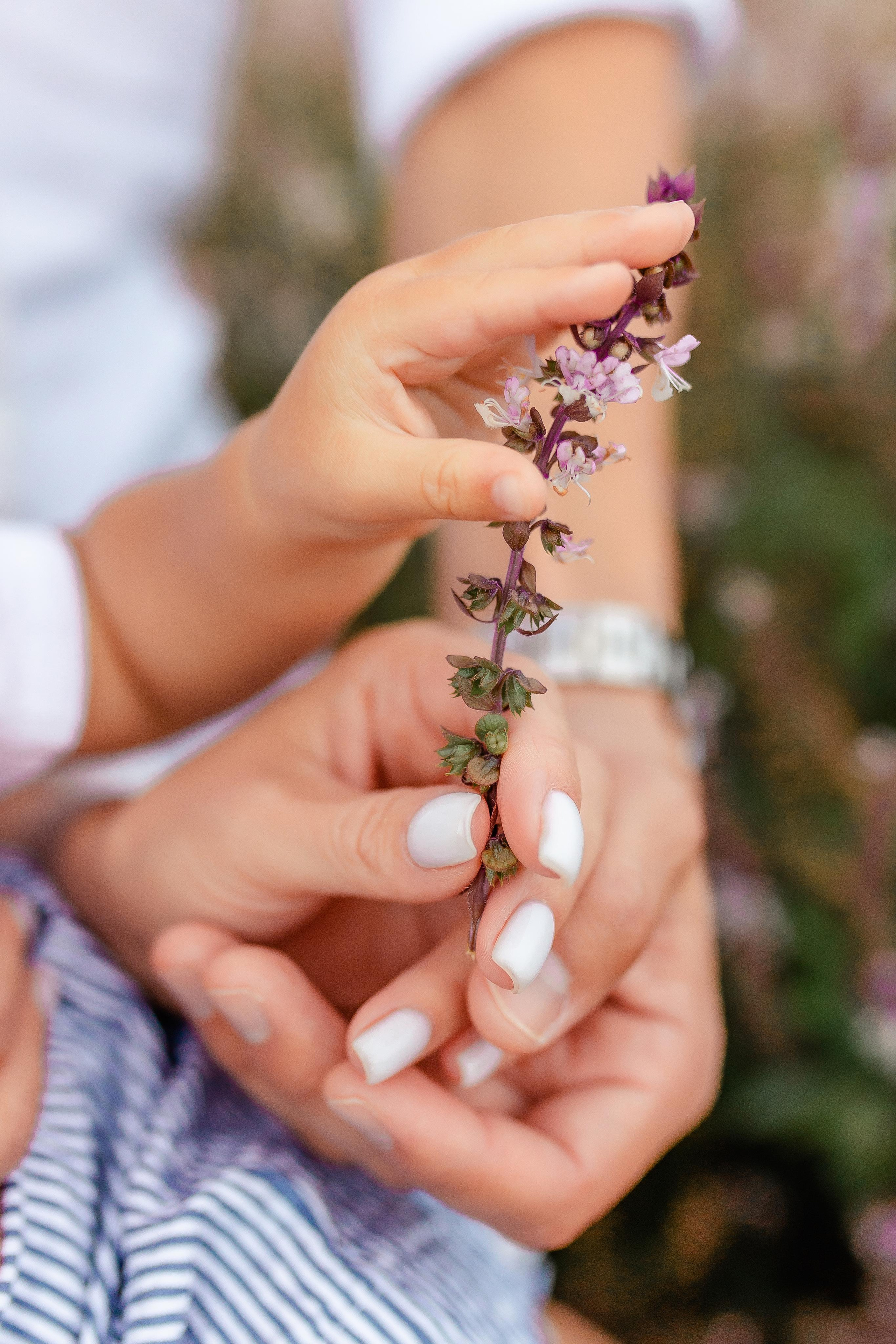 Lavender Family Session. Family and Event photographer in Homestead and Miami areas of Florida