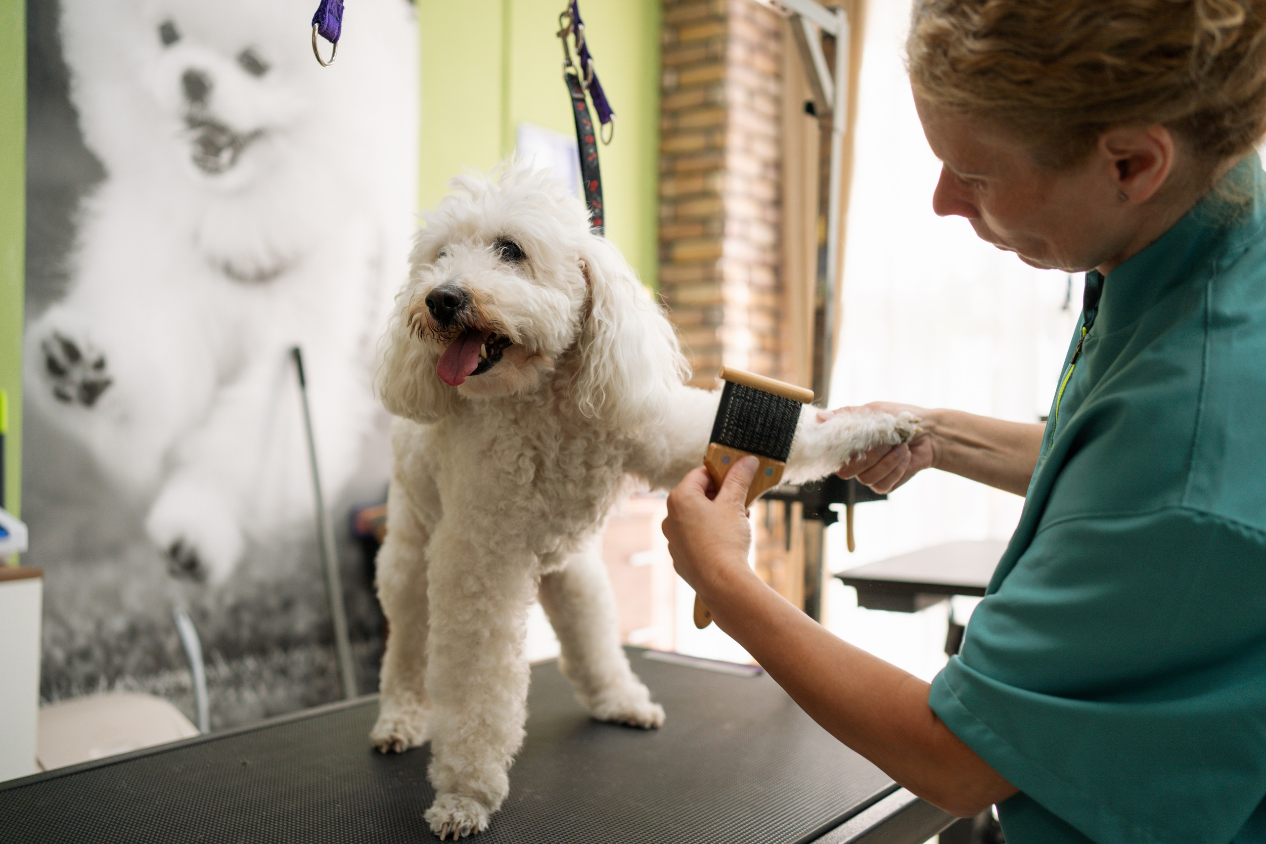 PetGroom Timisoara. Cozac Cristian Photographer