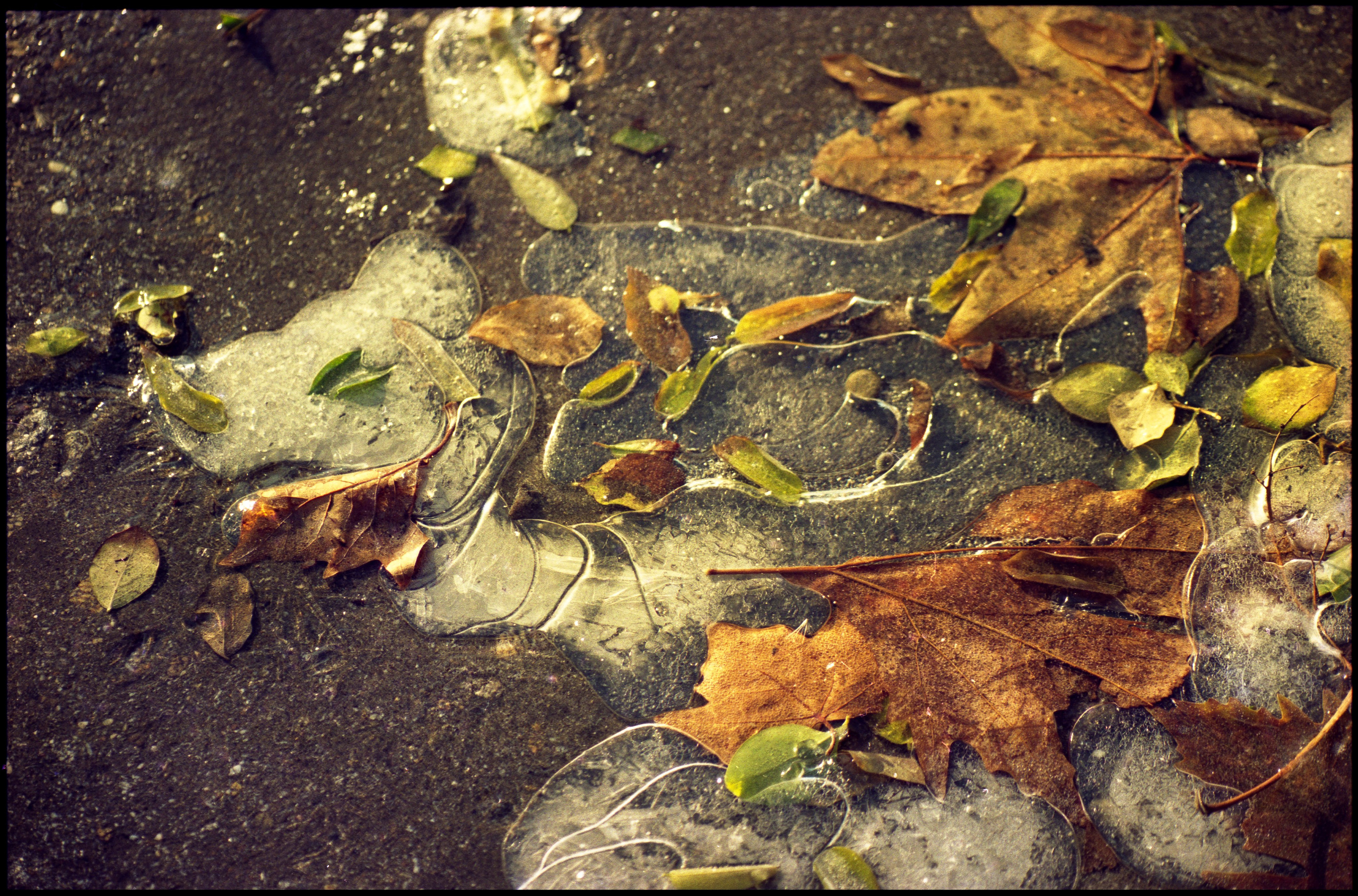 Frozen foliage. Baku, 1996