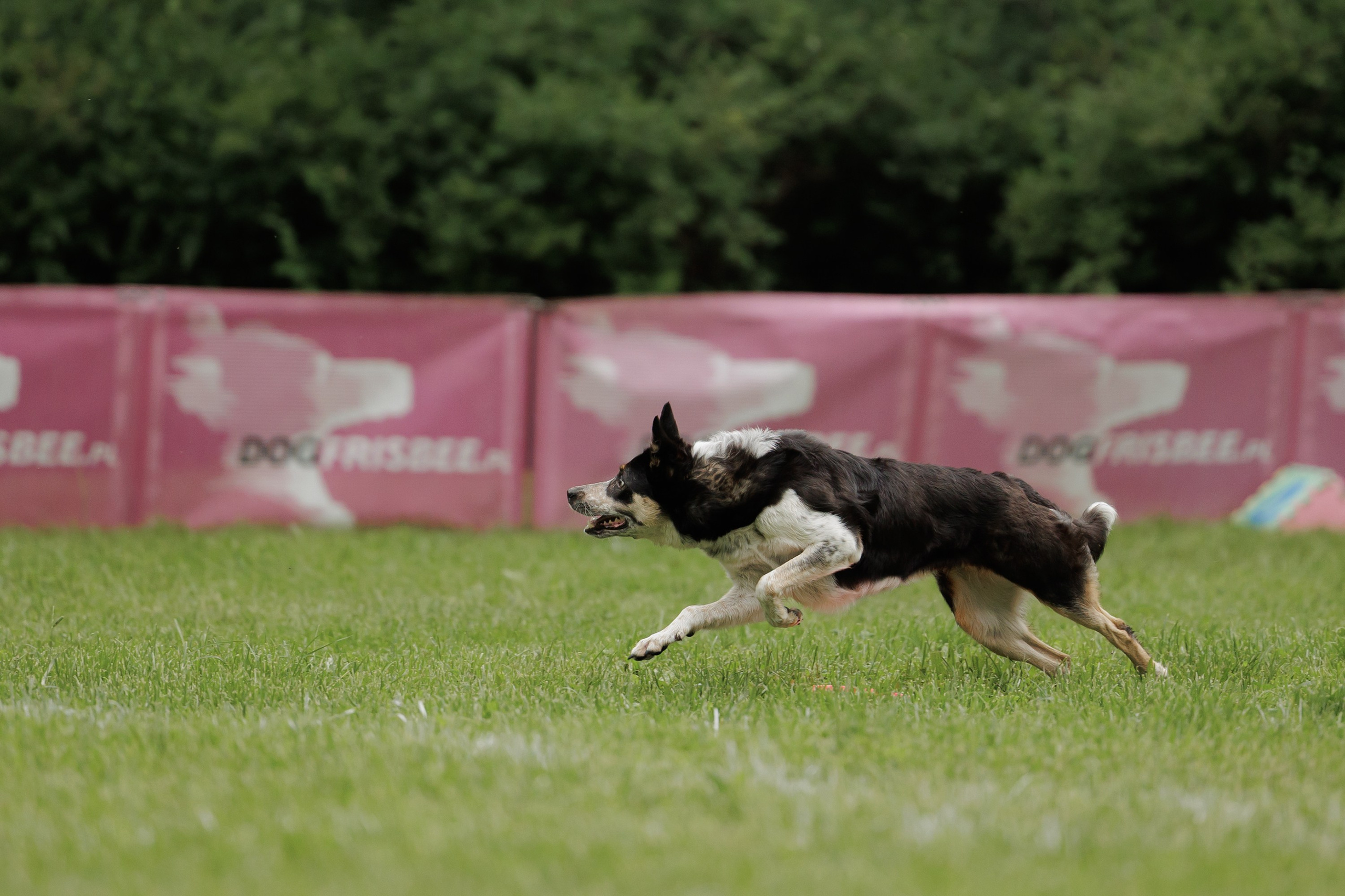 Latające psy, Wrocław'25. Kaja | fotograf psów we Wrocławiu