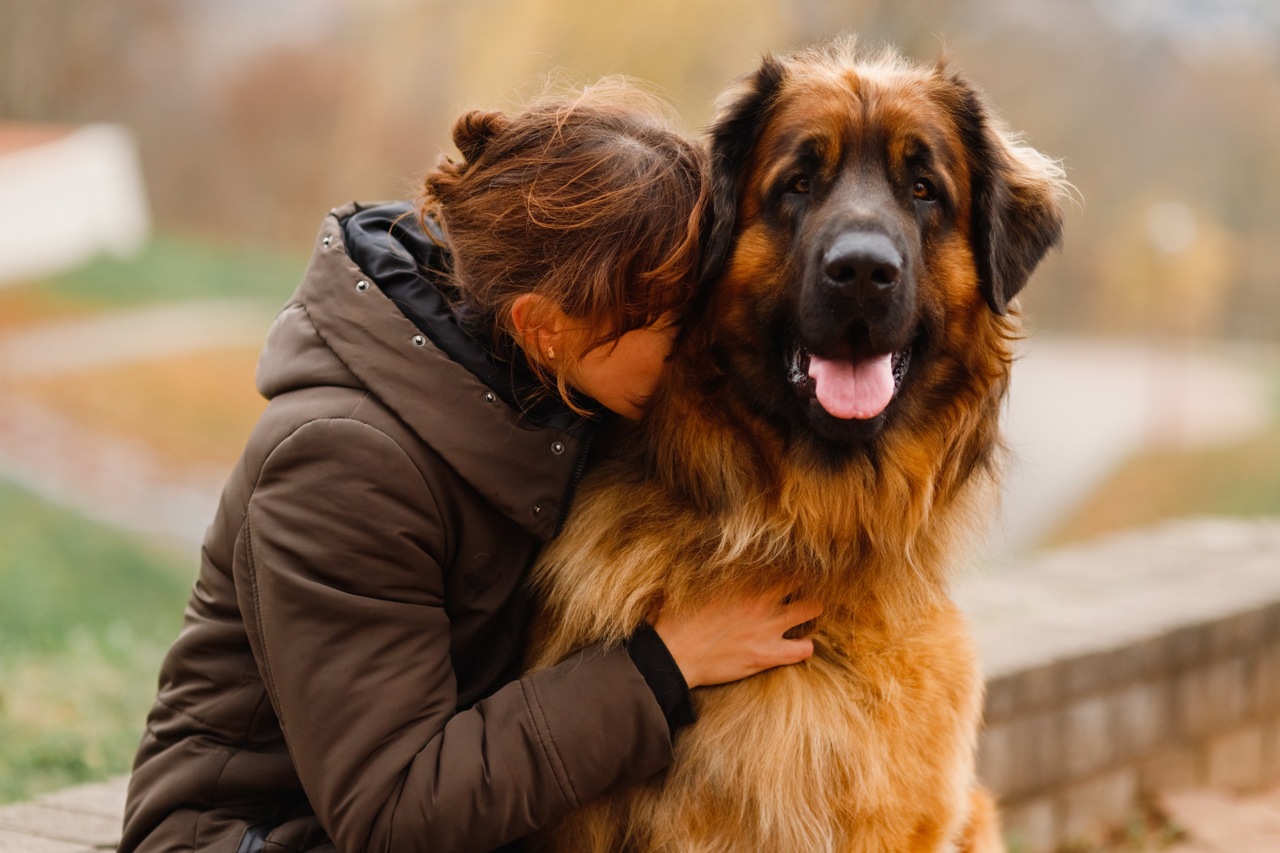 Leonbergers. Kaja | fotograf we Wrocławiu | ludzie i psy