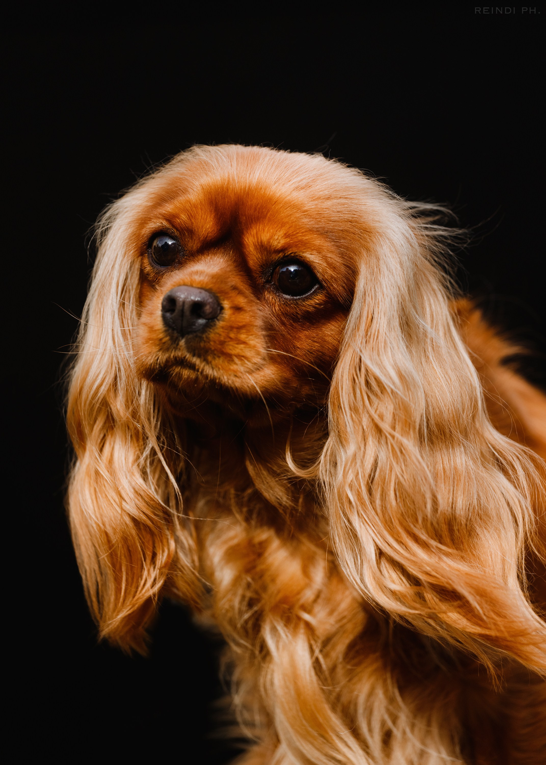 «Argus» dog show in Brest. Kaja | fotograf we Wrocławiu | ludzie i psy