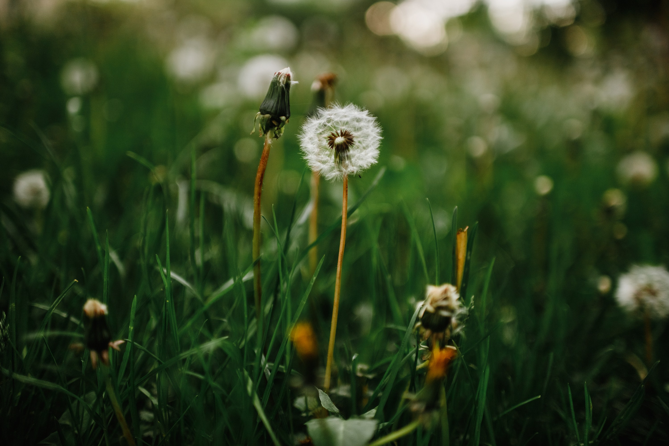 Grodno. Kaja | fotograf we Wrocławiu | ludzie i psy