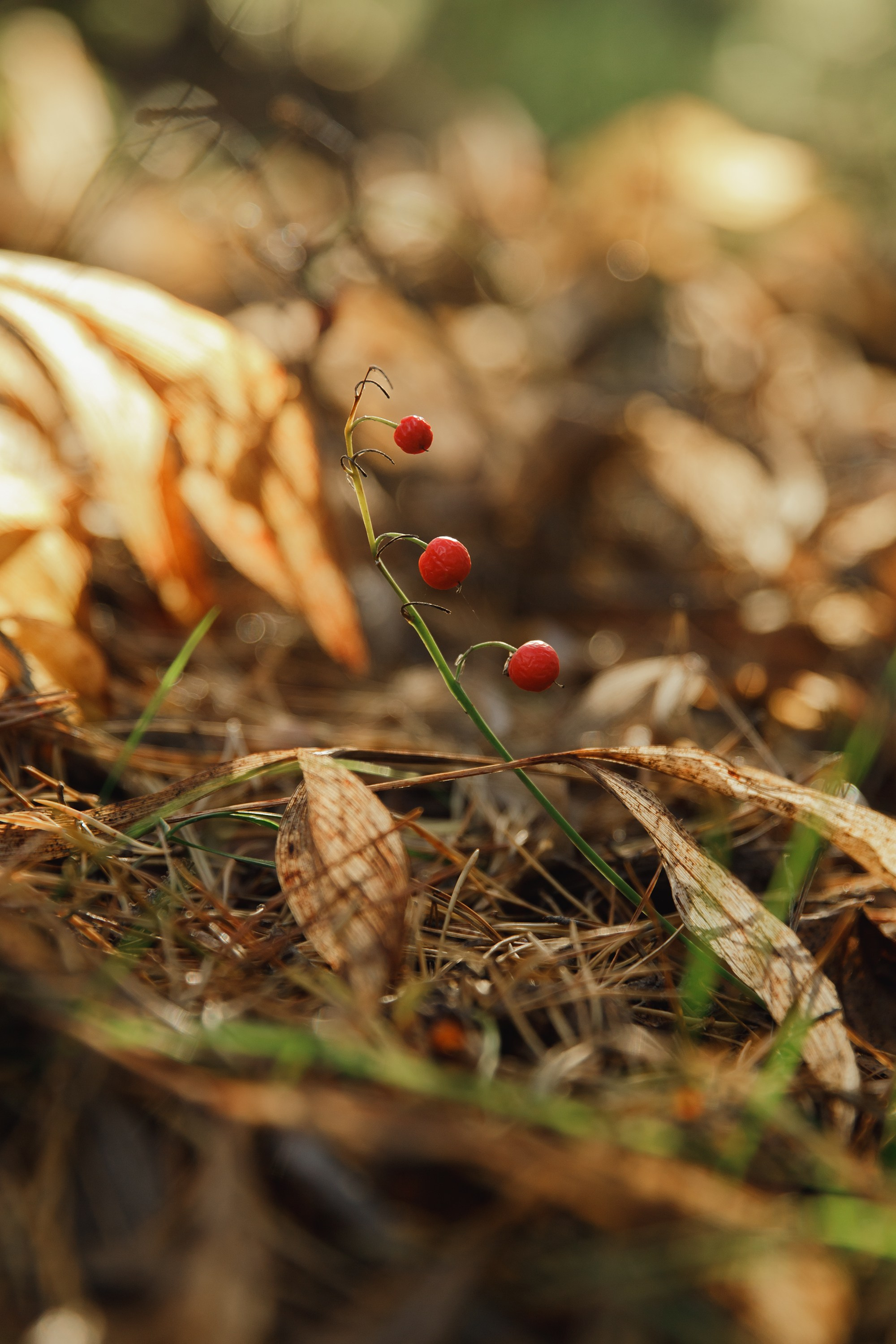 Turku. Kaja | fotograf psów we Wrocławiu
