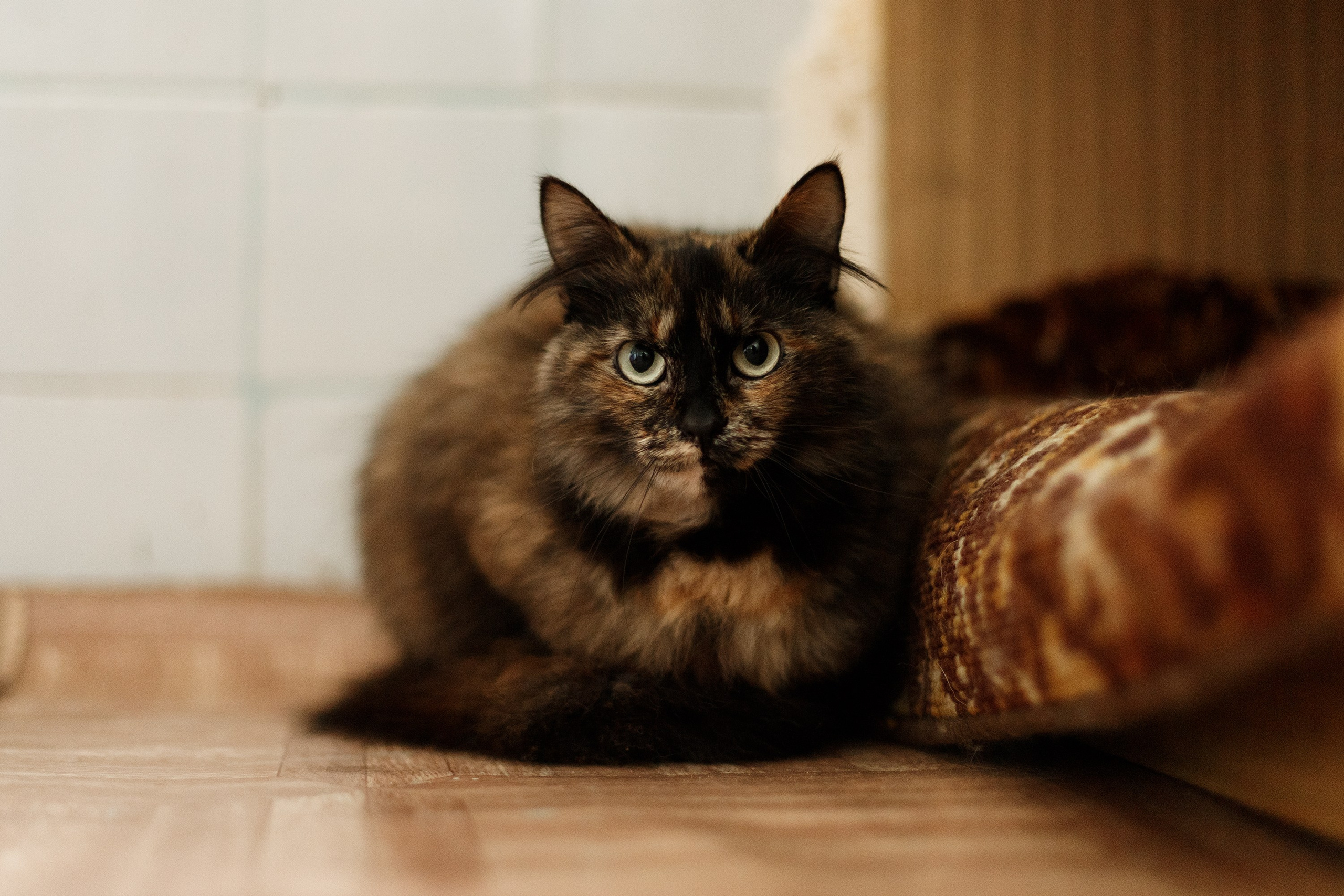 Shelter's cats for adoption. Kaja | fotograf we Wrocławiu | ludzie i psy