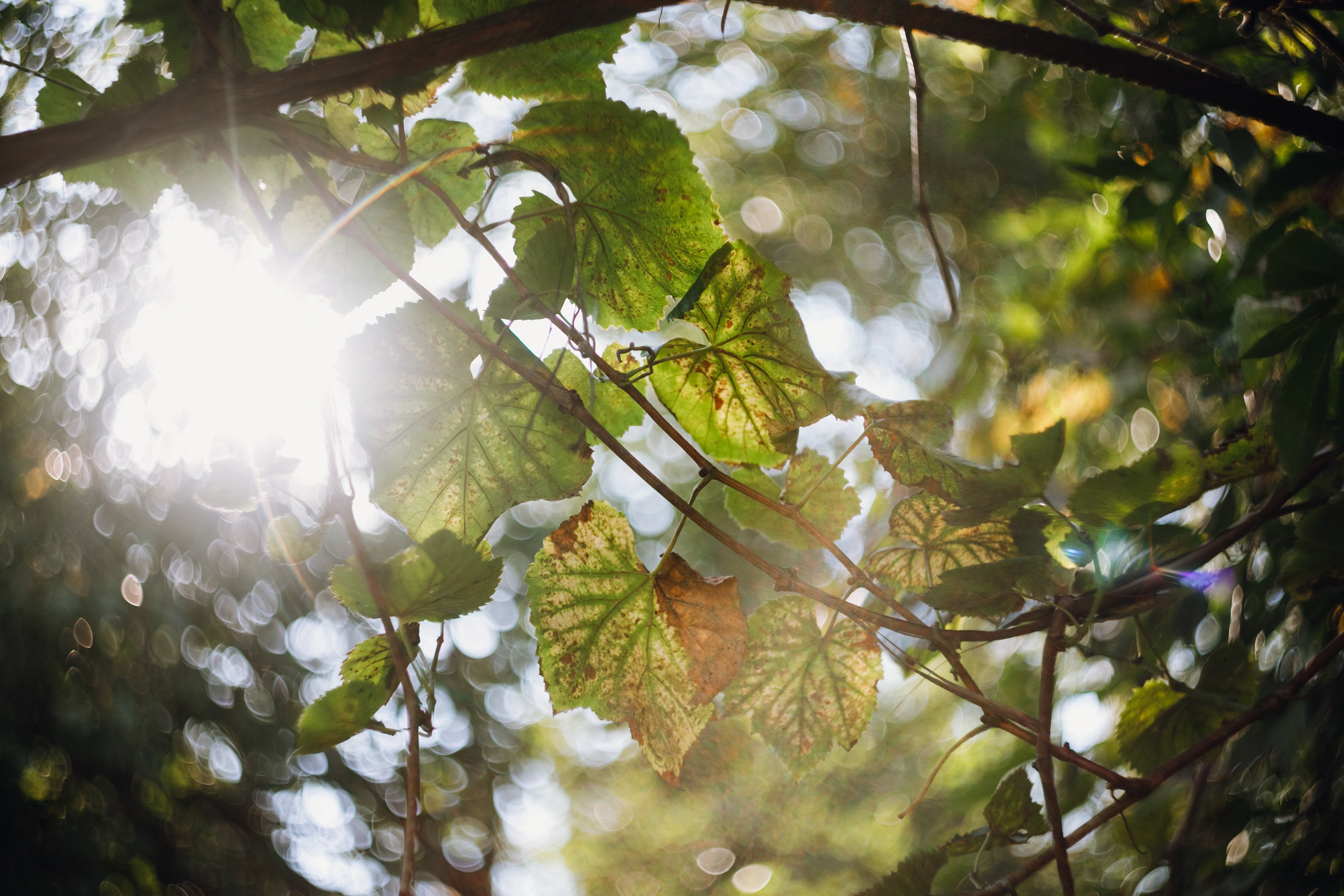 Grandmother's home in Brest. Kaja | fotograf we Wrocławiu | ludzie i psy