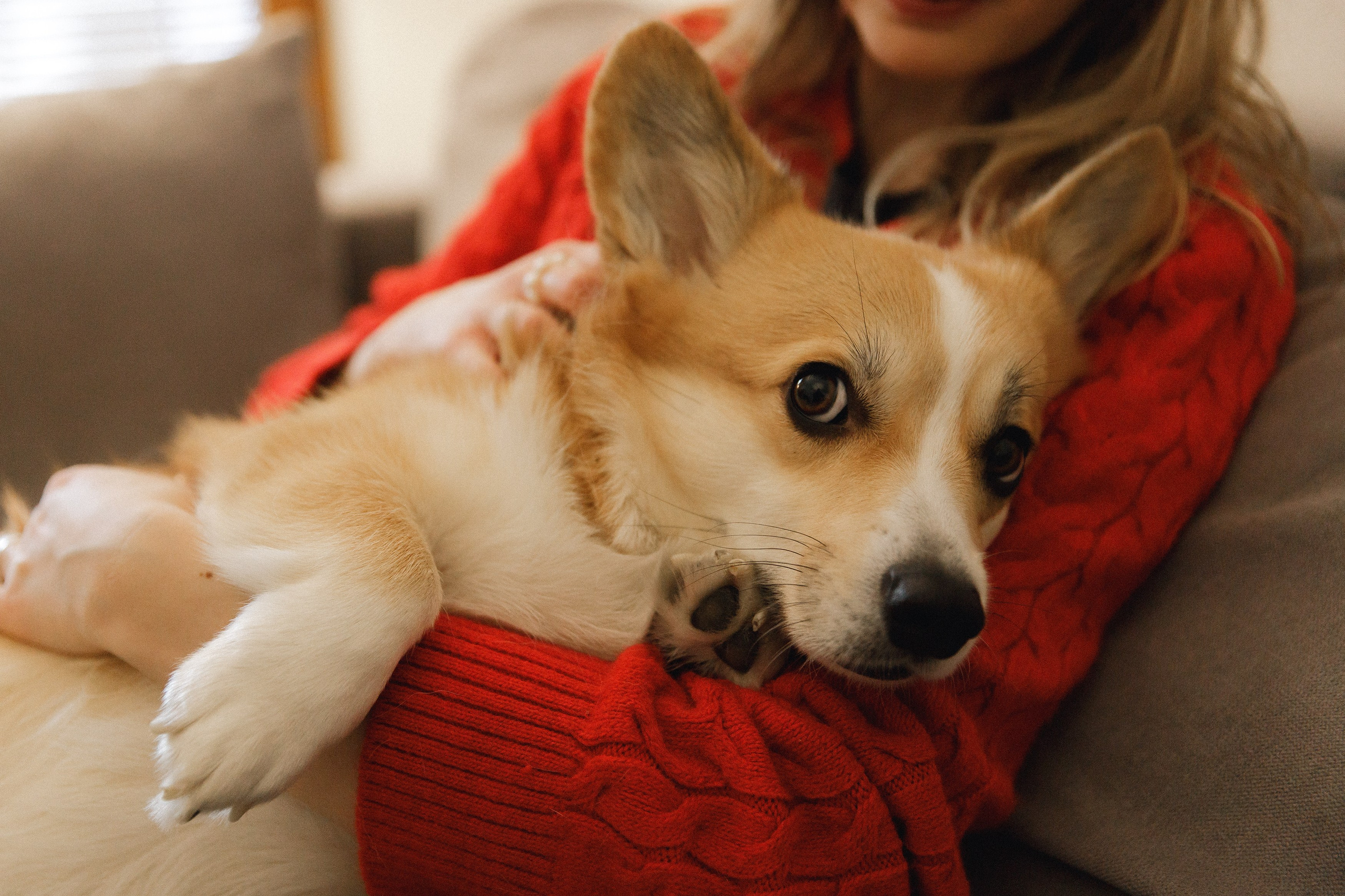 Dasha & Daisy. Kaja | fotograf psów we Wrocławiu