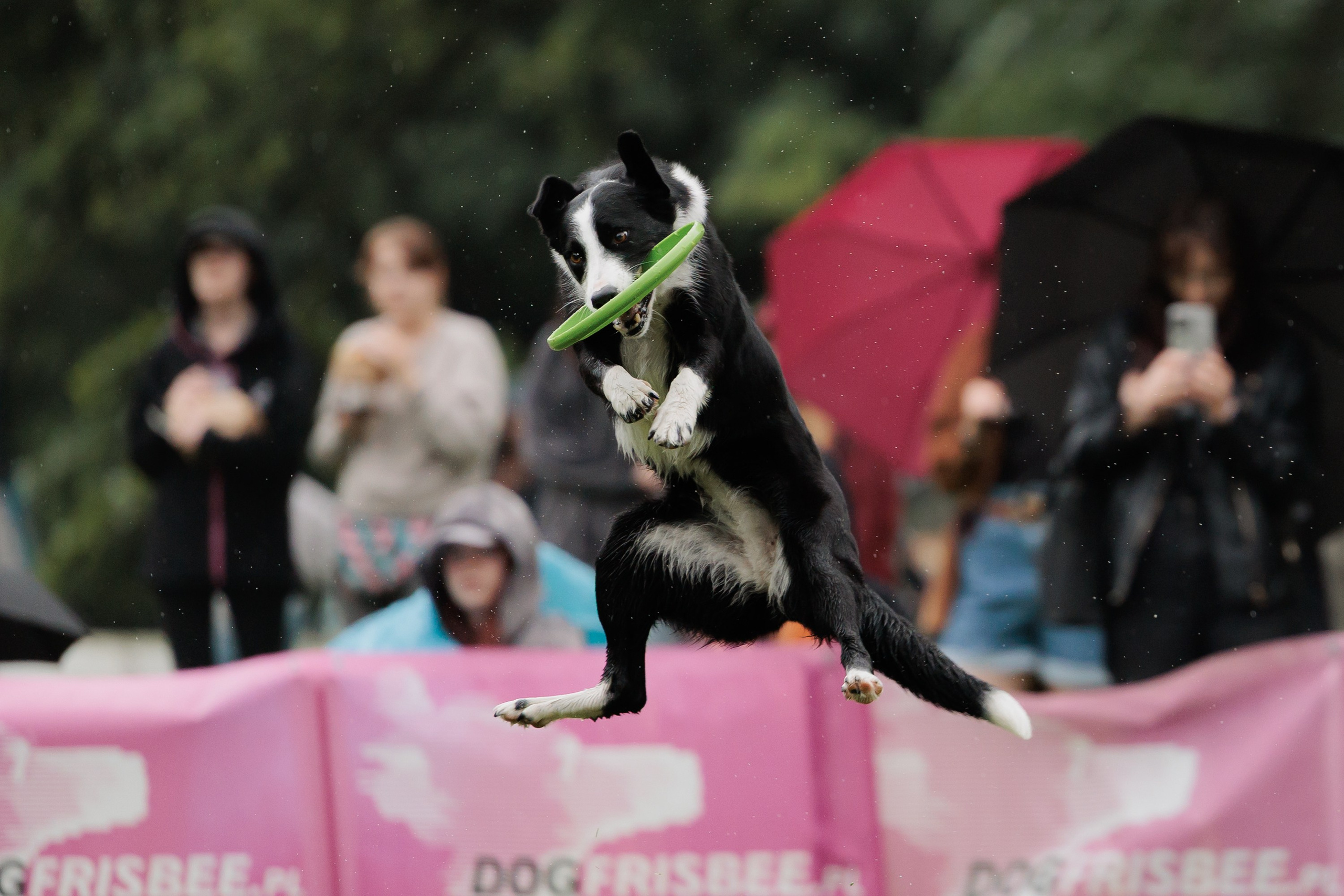 Latające psy, Wrocław'25. Kaja | fotograf psów we Wrocławiu