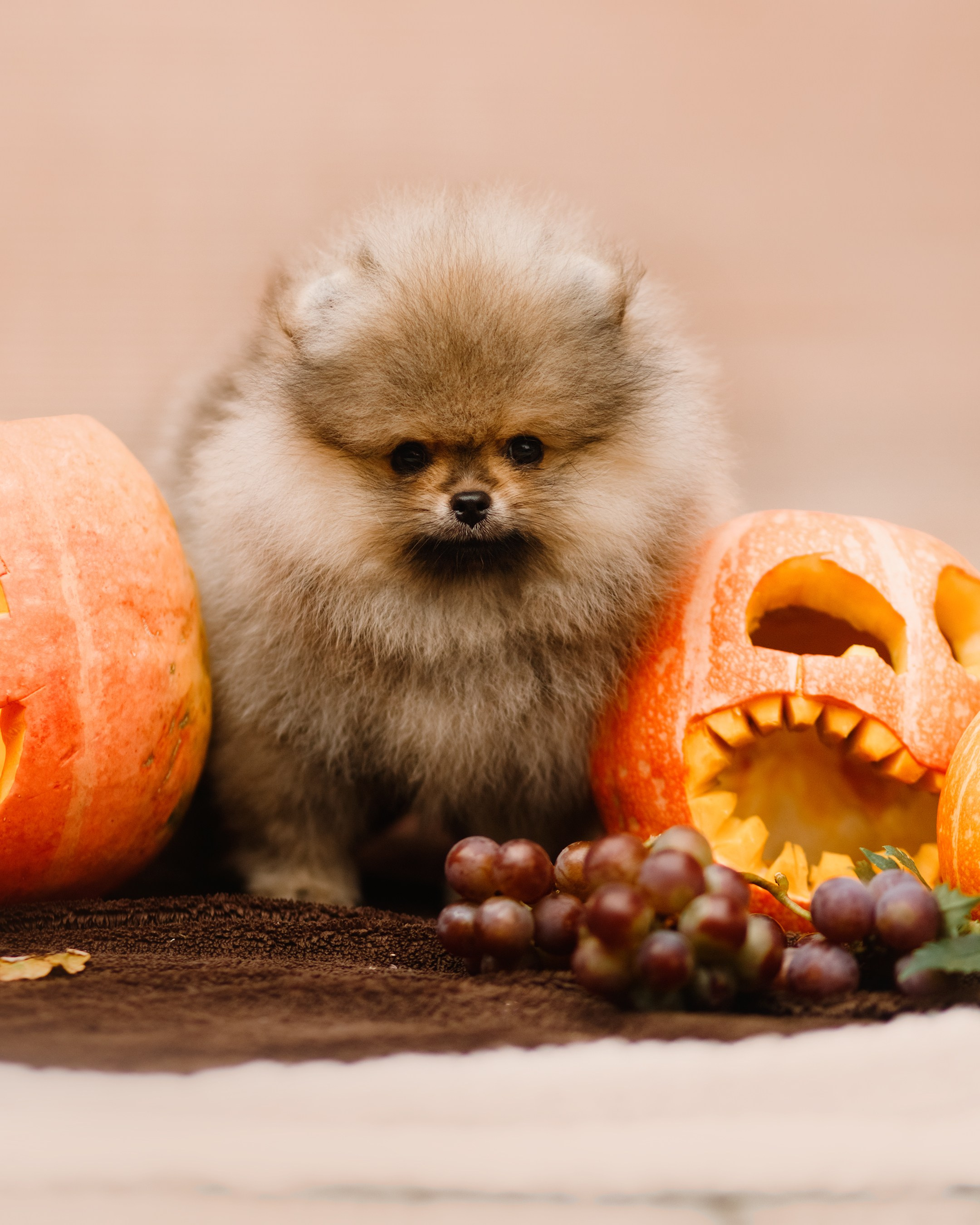 Halloween spitz puppies. Kaja | fotograf we Wrocławiu | ludzie i psy