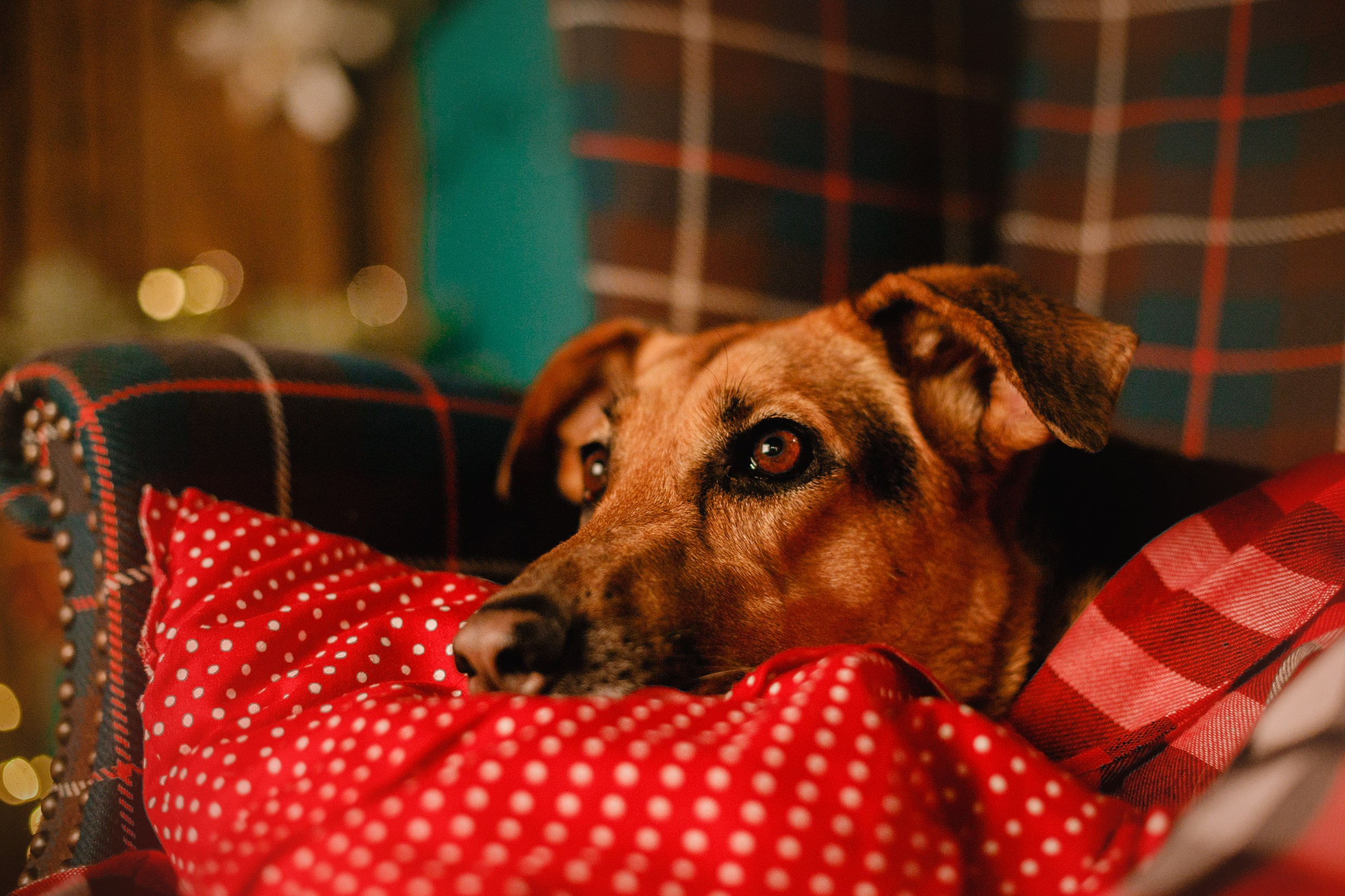 Lana, Edgar and Mucha | new year studio. Kaja | fotograf psów we Wrocławiu