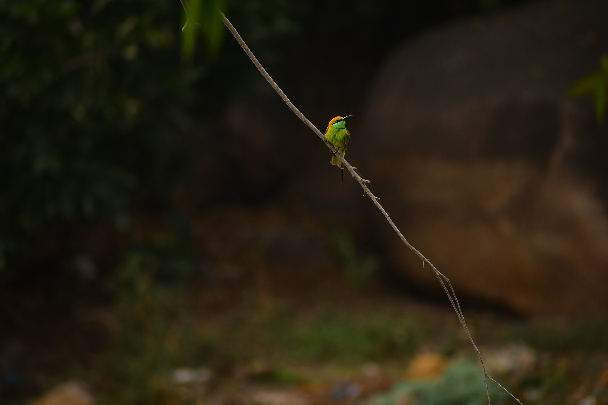Wildlife. Portfolio By Nikhil