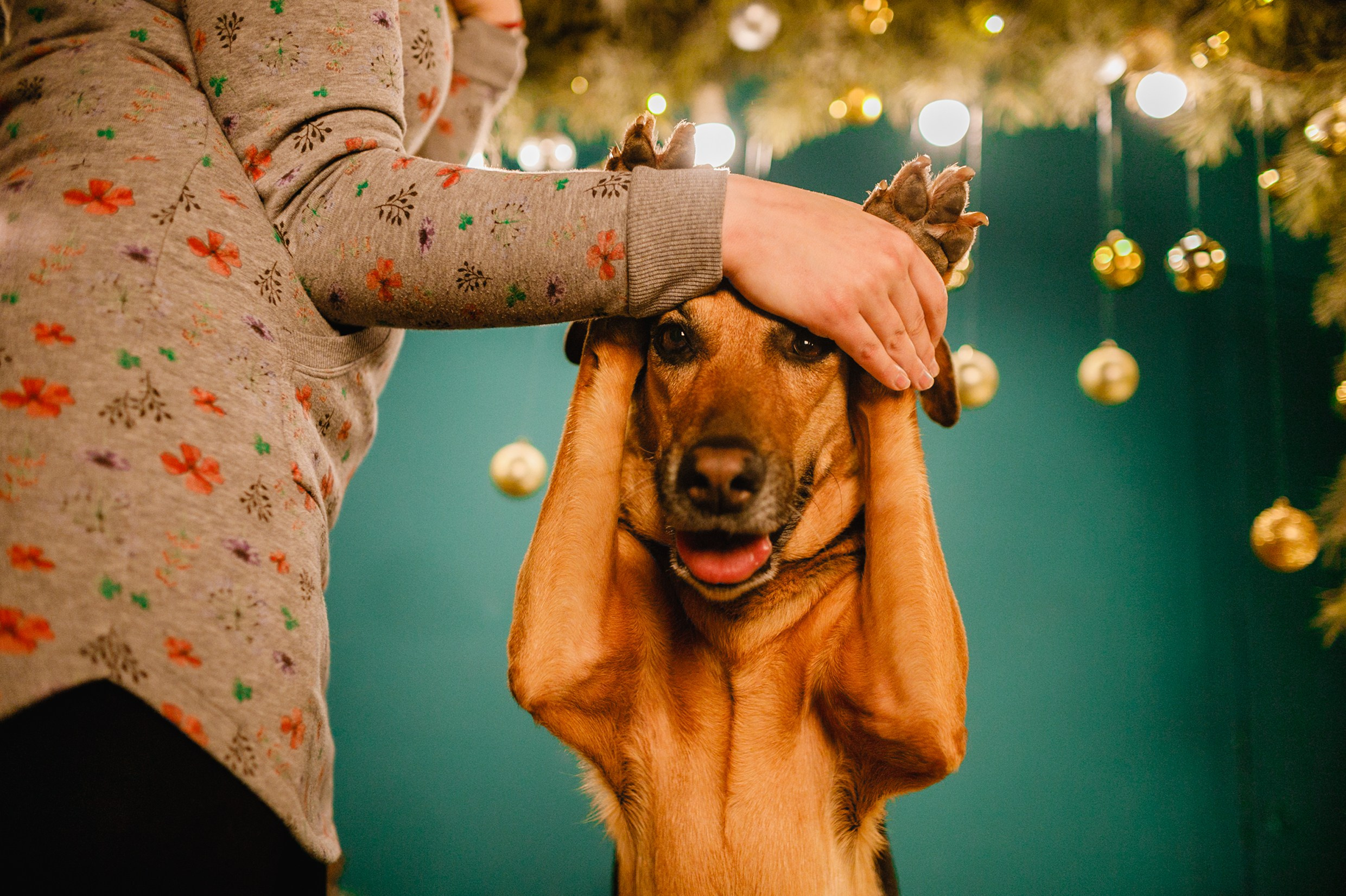 Lana, Edgar and Mucha | new year studio. Kaja | fotograf psów we Wrocławiu