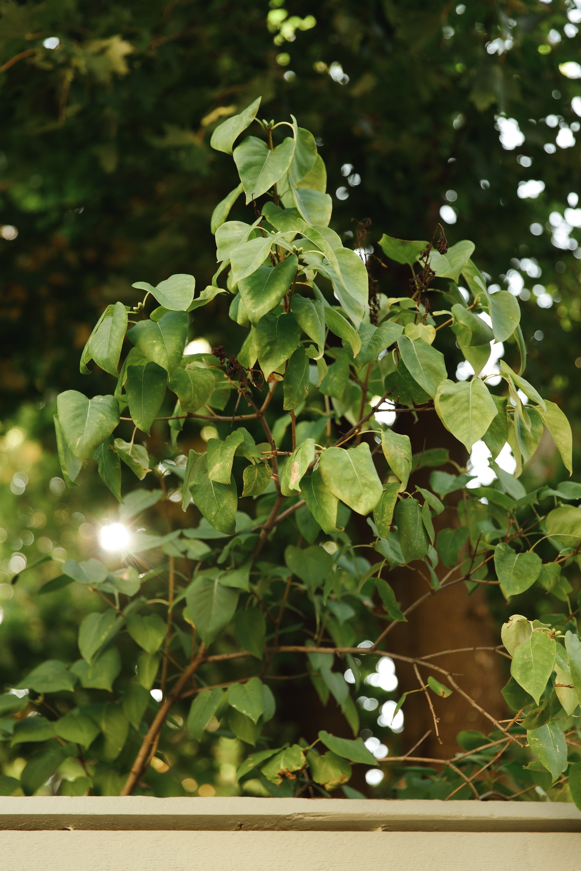 Turku. Kaja | fotograf psów we Wrocławiu