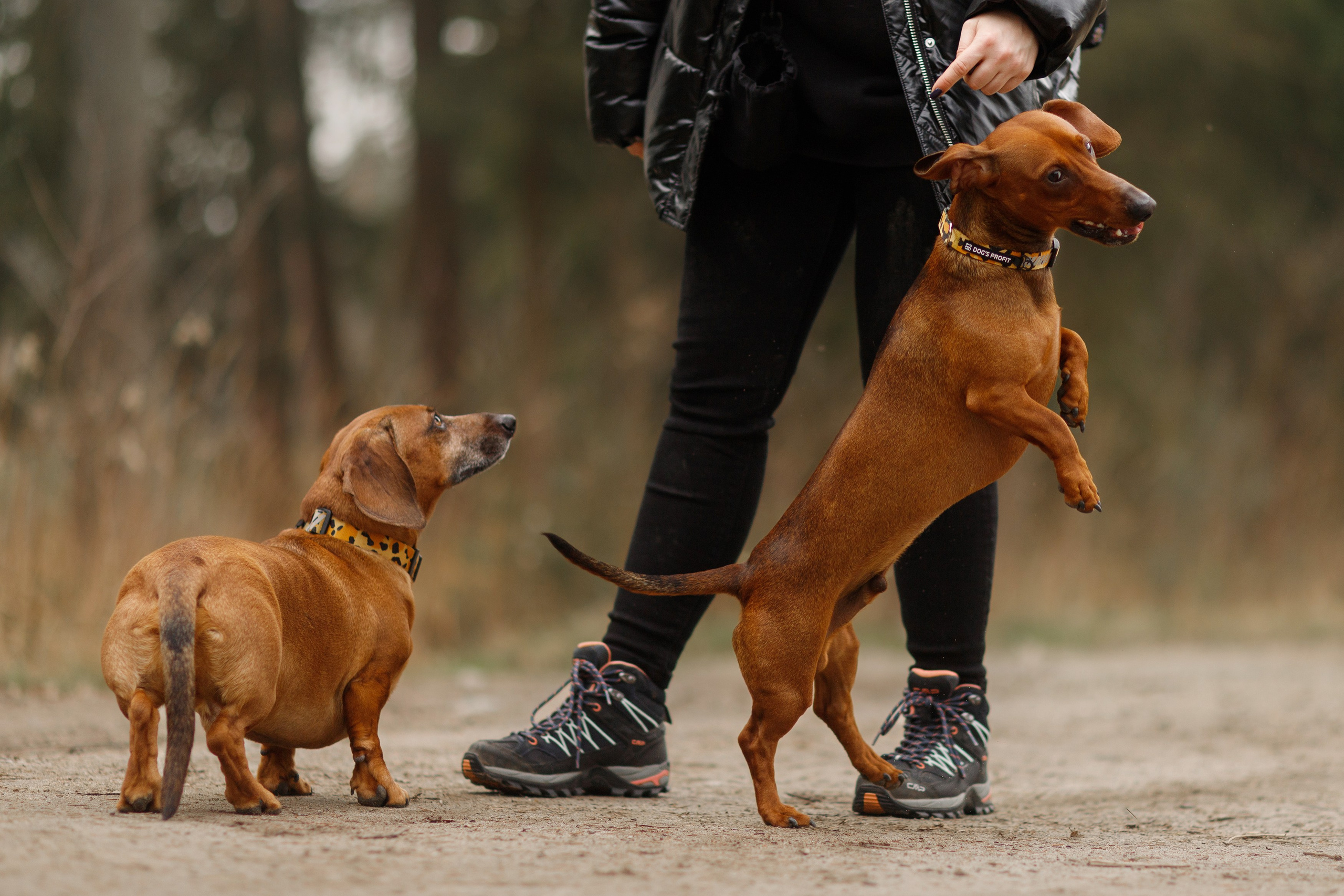 Ania, Franek & Vincent. Kaja | fotograf psów we Wrocławiu