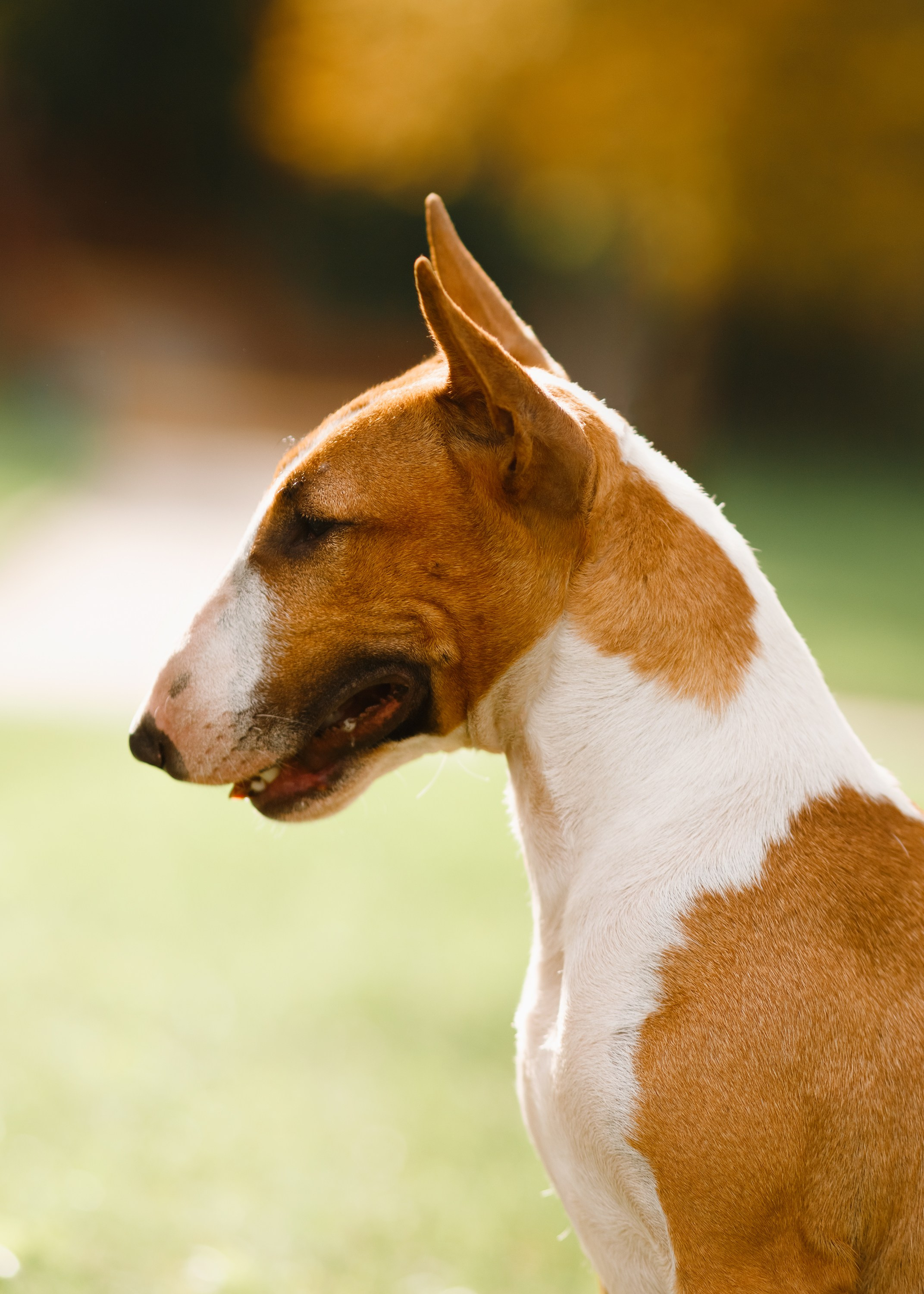 Summer photo day for dog handler. Kaja | fotograf we Wrocławiu | ludzie i psy