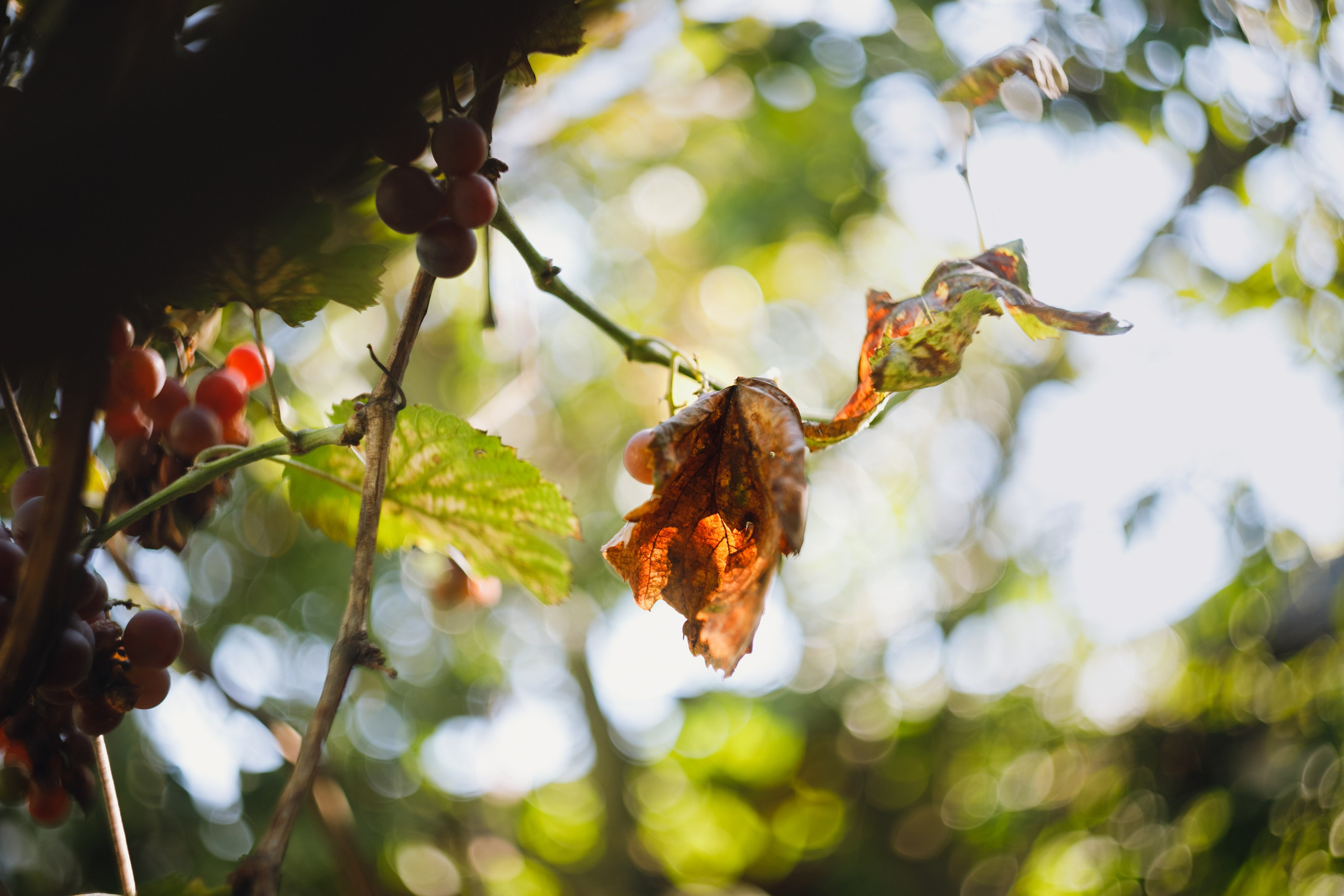 Grandmother's home in Brest. Kaja | fotograf we Wrocławiu | ludzie i psy