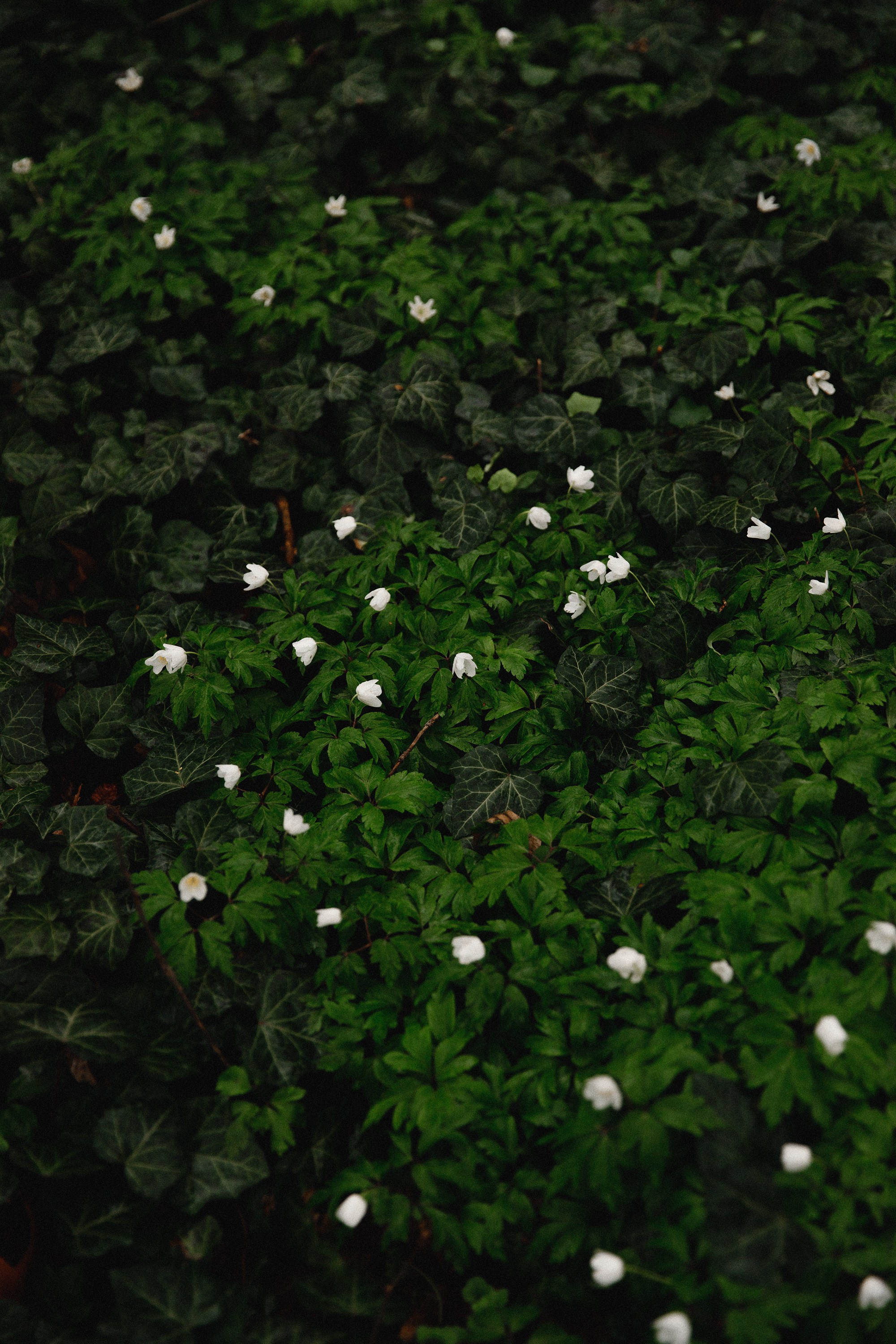 Botanical garden in Wroclaw. Kaja | fotograf we Wrocławiu | ludzie i psy