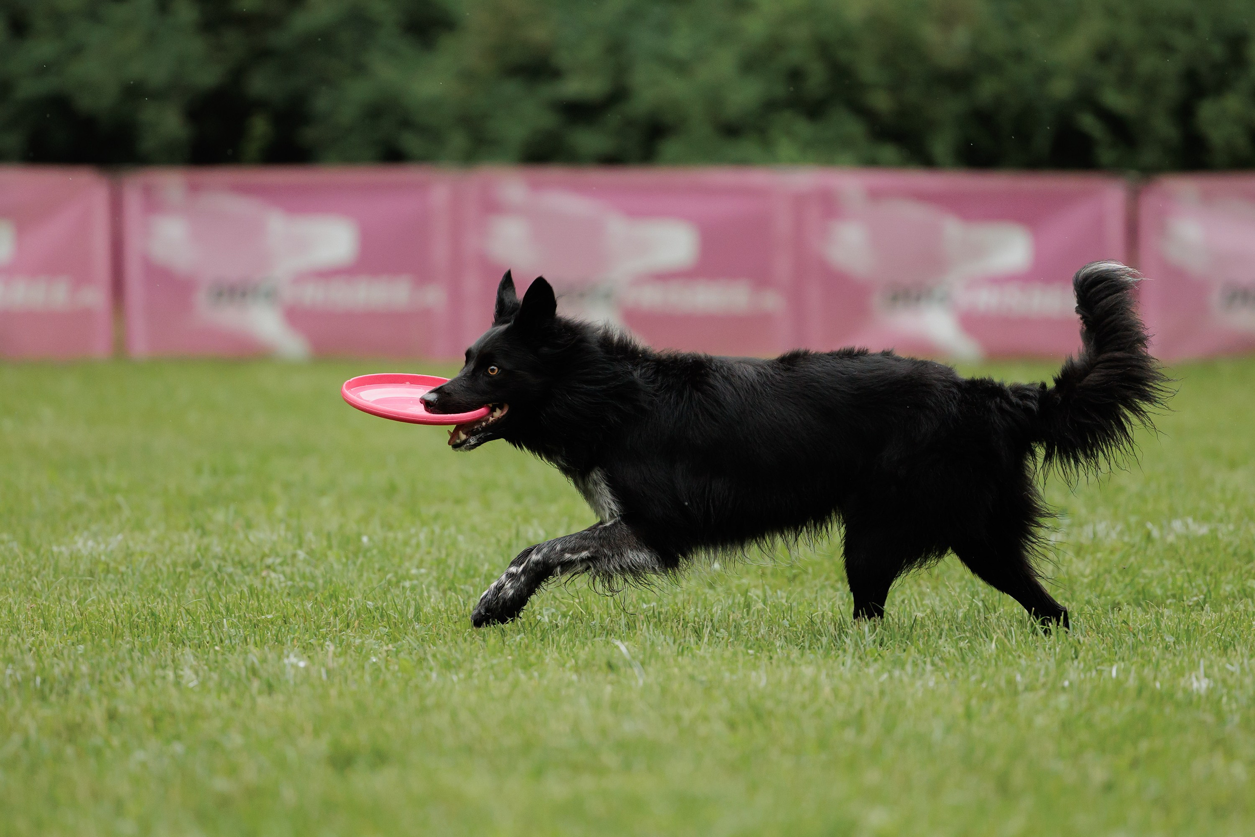 Latające psy, Wrocław'25. Kaja | fotograf psów we Wrocławiu
