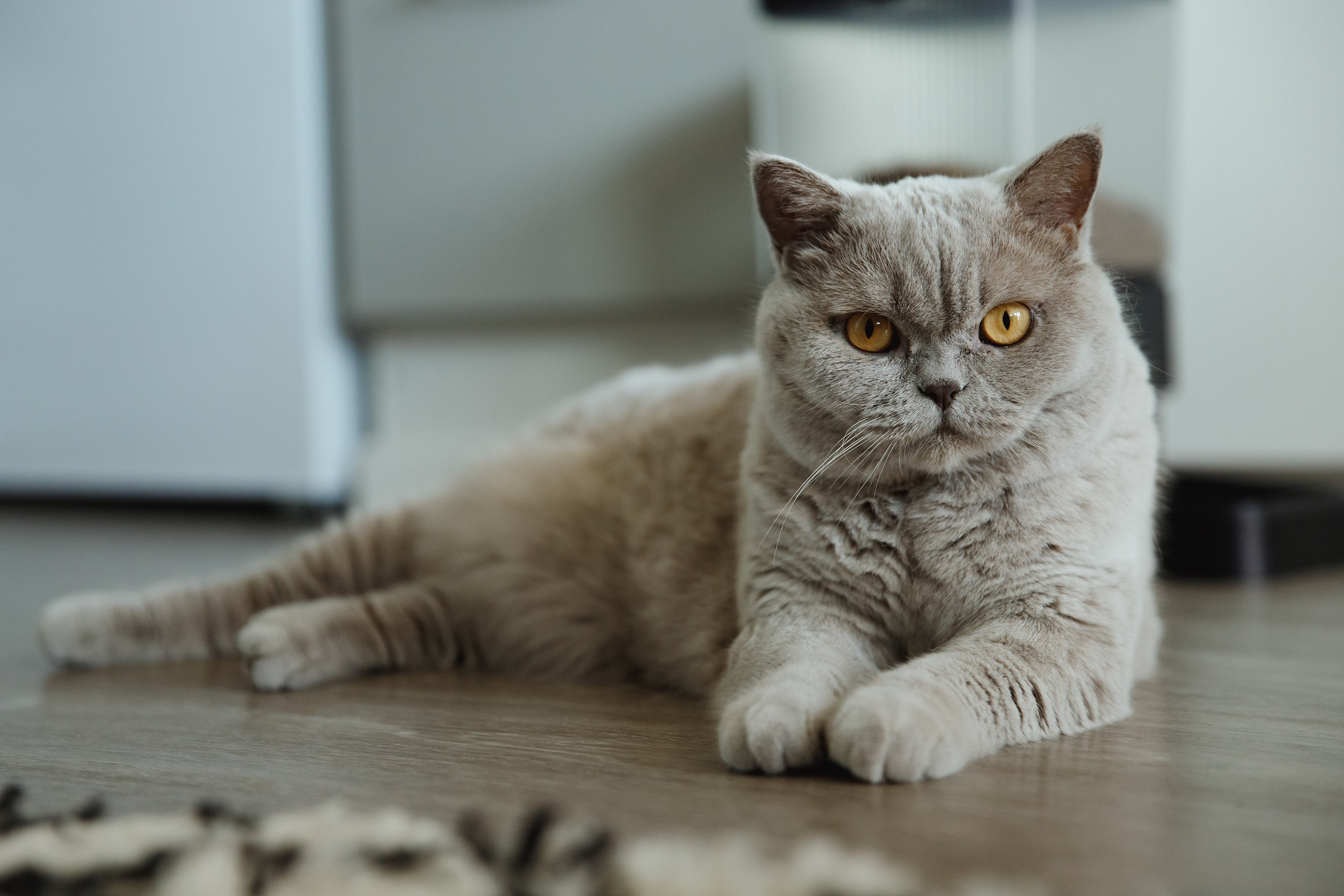 Boczka & Dimitrii. Kaja | fotograf we Wrocławiu | ludzie i psy